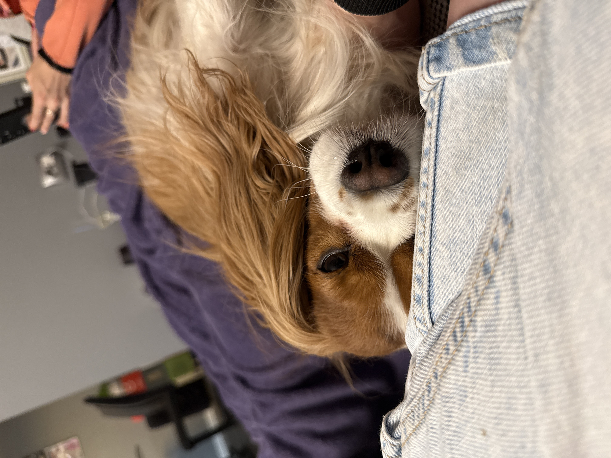 The image shows a Cavalier King Charles Spaniel lying on a purple surface, possibly a blanket or bed. Part of a light blue denim jacket or shirt is visible to the right of the dog's head. The dog's face is partially obscured by the fabric. The background shows parts of a room, including a desk or table with objects on it. The location is unknown and cannot be determined from the image. Sofia, Bulgaria, is not discernible.