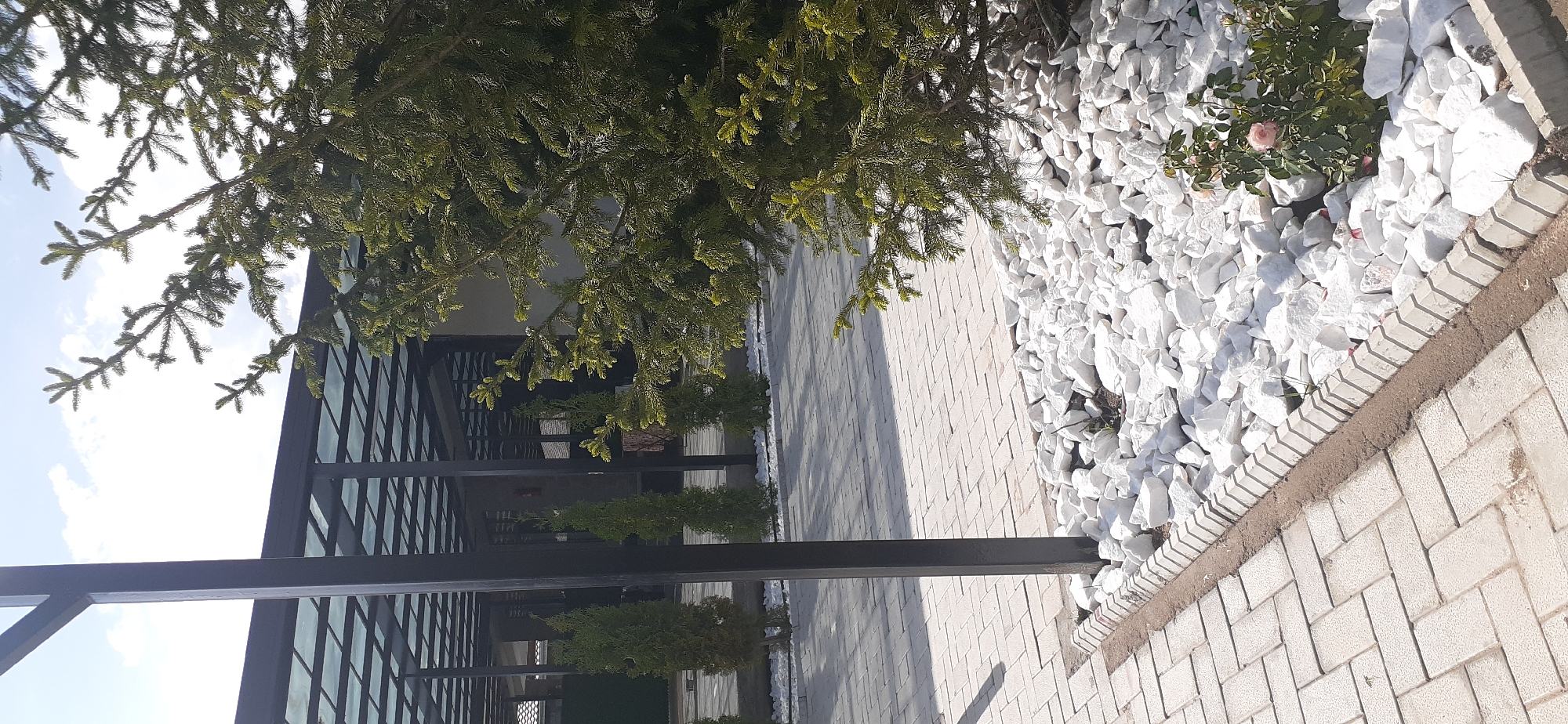 This is a medium-shot, eye-level, vertical, natural light photograph taken on a sunny day in Choktal, Kyrgyzstan. The scene depicts an outdoor area with a paved walkway in the foreground, bordered by white stones. A dark, vertical pole stands to the left of the frame, supporting a modern-looking structure with a glass roof and dark framework in the background. To the right of the pole, several evergreen trees are planted in a row. In the right foreground, a large evergreen tree with dark green needles dominates the frame, partially obscuring the background. A small pink rose bush is visible among the white stones in the lower right corner. The ground is paved with light-colored rectangular stones arranged in a herringbone pattern. The sky above is bright blue with scattered white clouds.
