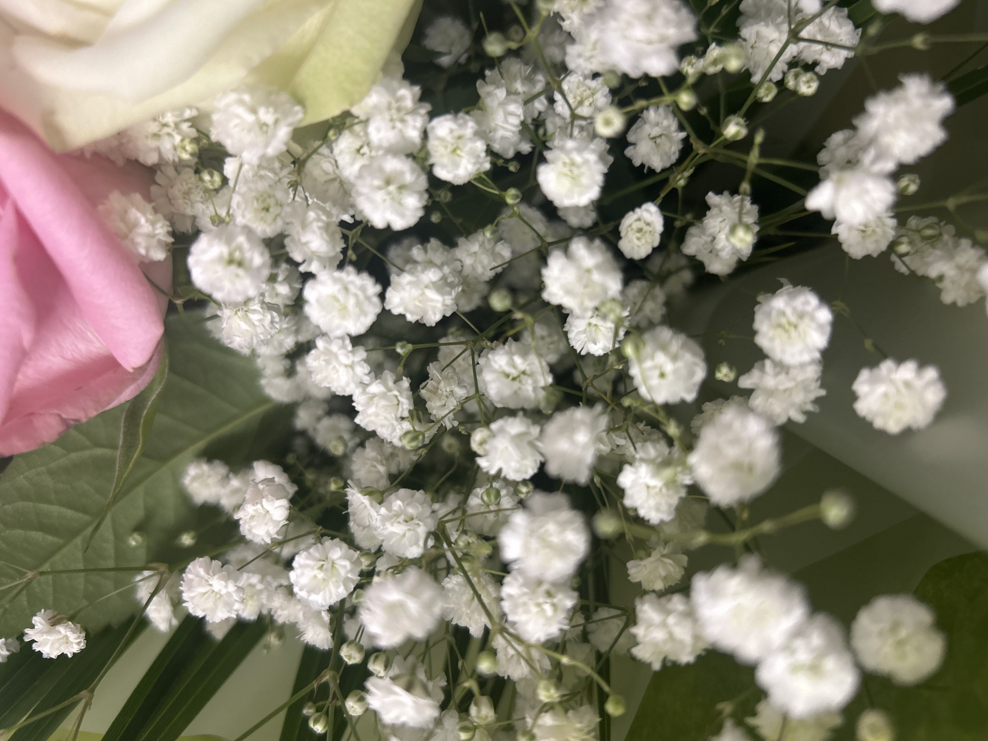 A close-up, slightly out-of-focus shot depicts a bouquet of flowers. Dominating the view are sprigs of baby's breath (Gypsophila), their small, white blooms clustered tightly together. Partially visible on the left are the soft colors of two roses: a pale pink rose and a white rose, suggesting a mixed floral arrangement. Green leaves provide a backdrop to the blooms. The lighting suggests an indoor setting. There is no evidence to suggest it is specifically located in Burgas, Bulgaria.