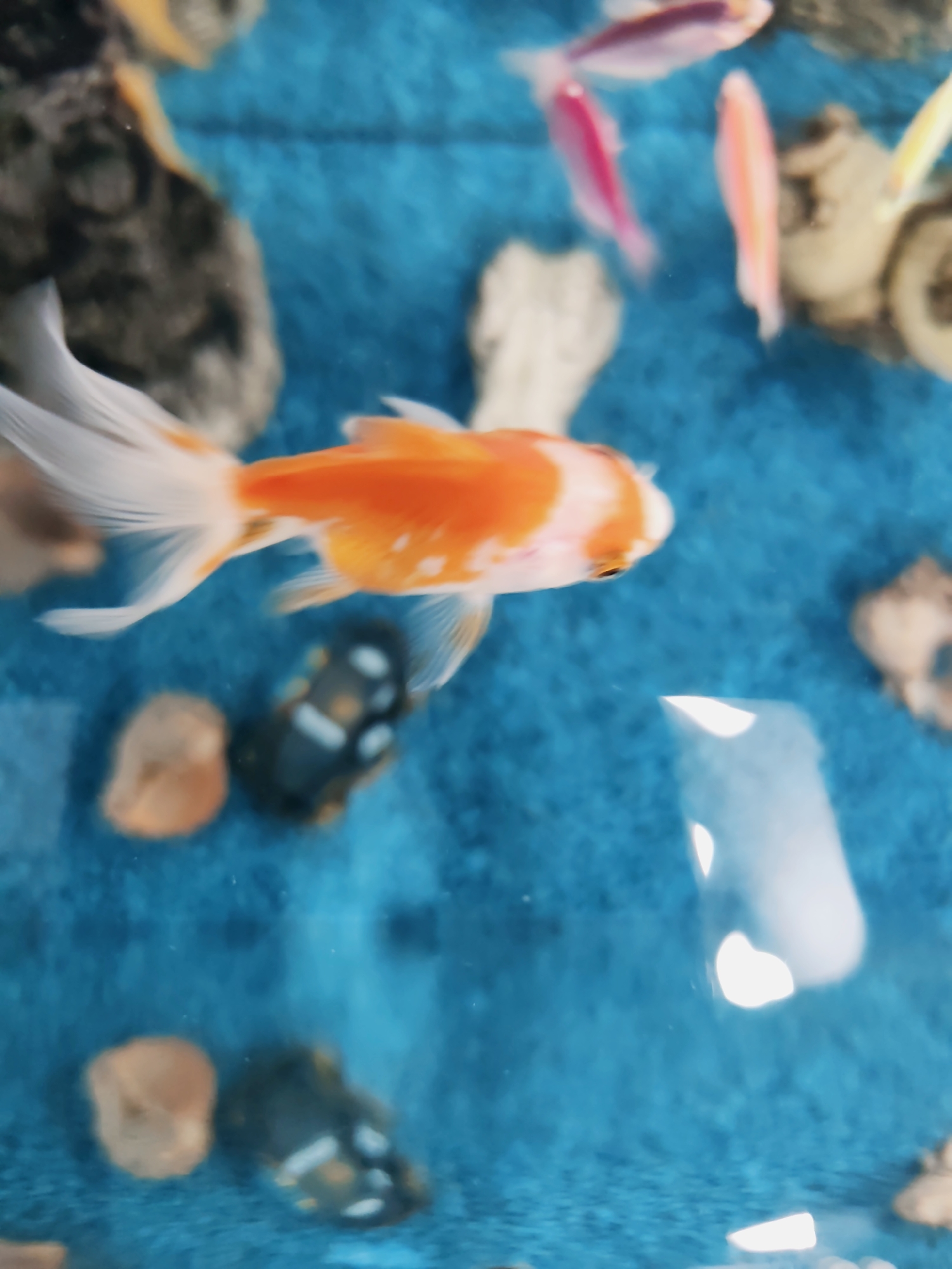 An aquarium, presumably located in Pazardzhik, Bulgaria, is depicted from an angled overhead view. A large orange and white goldfish, characterized by its flowing white caudal and pectoral fins, is the primary subject, swimming horizontally across the mid-left of the frame towards the right. Its body displays a mottled pattern of bright orange and white scales. In the upper right background, approximately four smaller, brightly colored fish (hues of pink, purple, and pale yellow) are visible, swimming amongst indistinct tank decorations that appear to be light-colored rocks or structures. The tank's bottom consists of a textured, uniform bright blue substrate. Resting on this substrate are several small, irregular objects resembling rocks or pebbles, some brown, some black with distinct white markings. Prominent, bright white, abstract reflections or highlights are visible on the lower and mid-right sections of the image, indicating light interacting with the water surface or tank glass. The image exhibits noticeable motion blur, particularly on the fins of the main goldfish and the background elements, suggesting movement within the aquatic environment.
