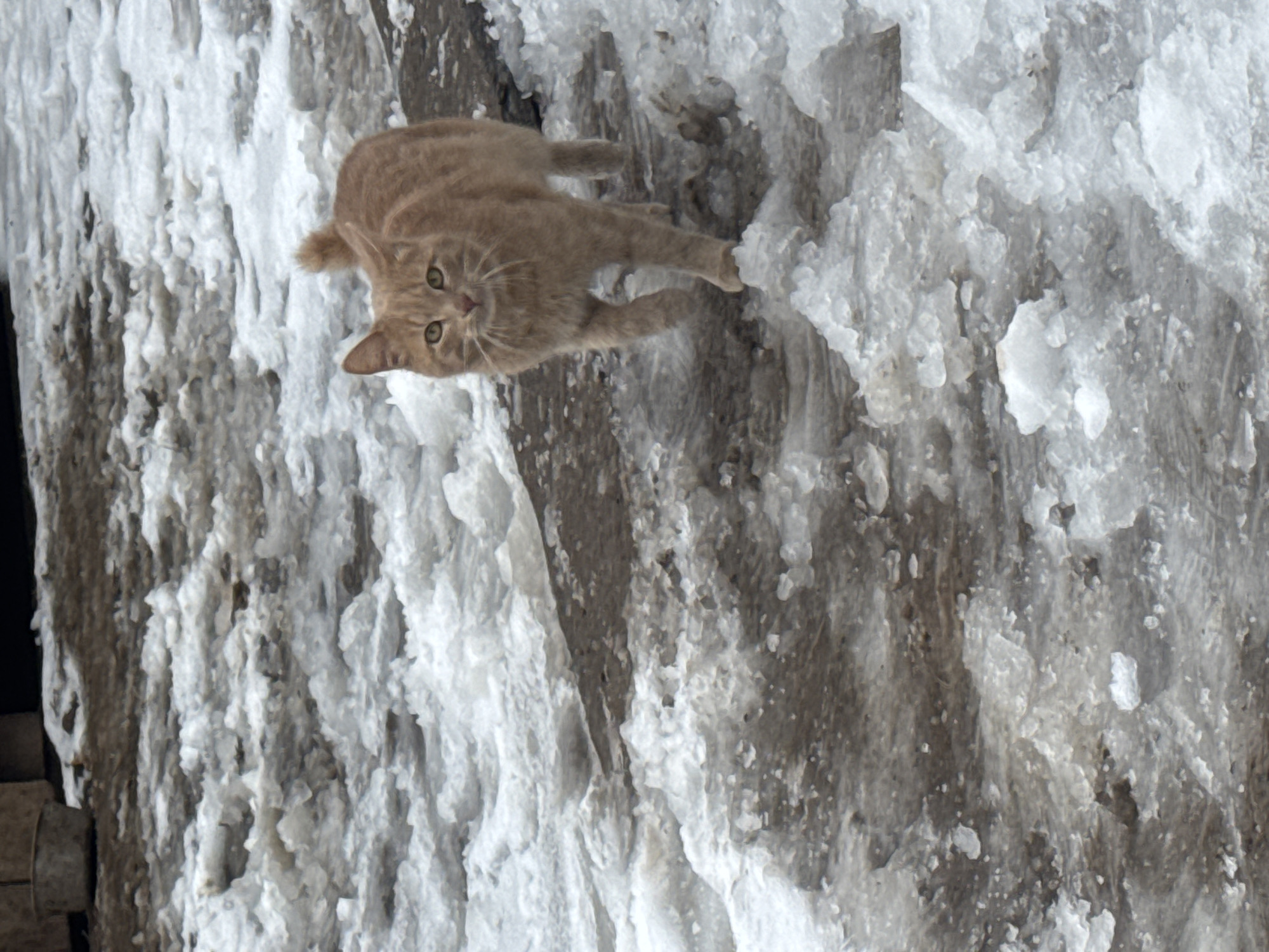 An orange tabby cat is standing on a structure covered in off-white, possibly icy or snowy, material. The scene may be outdoors, as suggested by the texture of the background material. The image may have been taken from an elevated angle, with the cat looking upwards. The cat has green eyes and appears to be in mid-motion, with one paw extended.