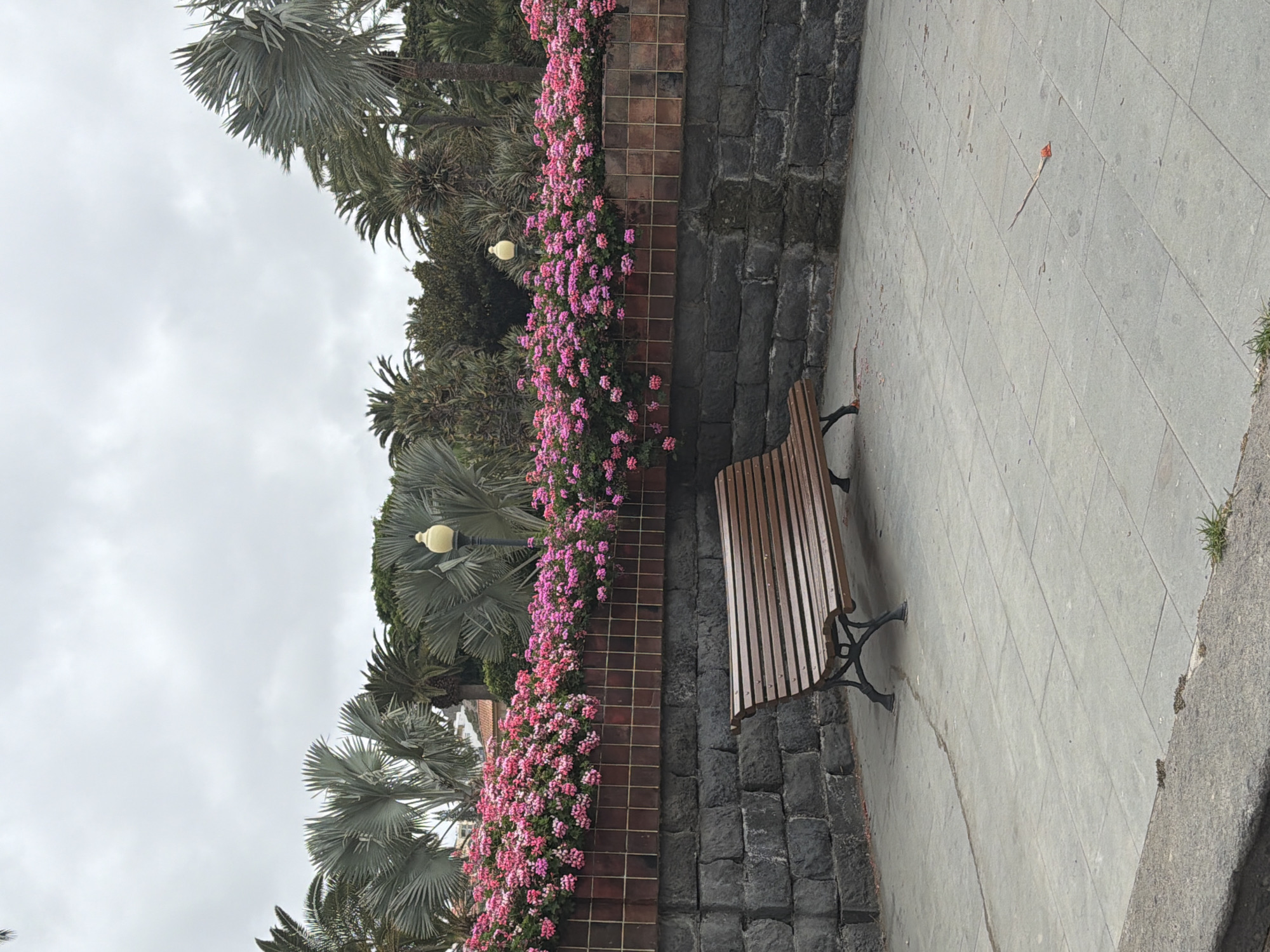 The image depicts a park bench situated on a paved area in a city park. Behind the bench is a low wall constructed of dark, rough-hewn stones, topped with a band of reddish-brown tiles. Above the tiled band, a profusion of bright pink flowers spills over the wall, suggesting a vibrant floral display. The background features various palm trees and lush green foliage, set against a cloudy sky. A single lamppost is visible amongst the trees. The ground is paved with light gray square tiles, and a section of a darker gray concrete curb is visible in the foreground. There are no people in the image.