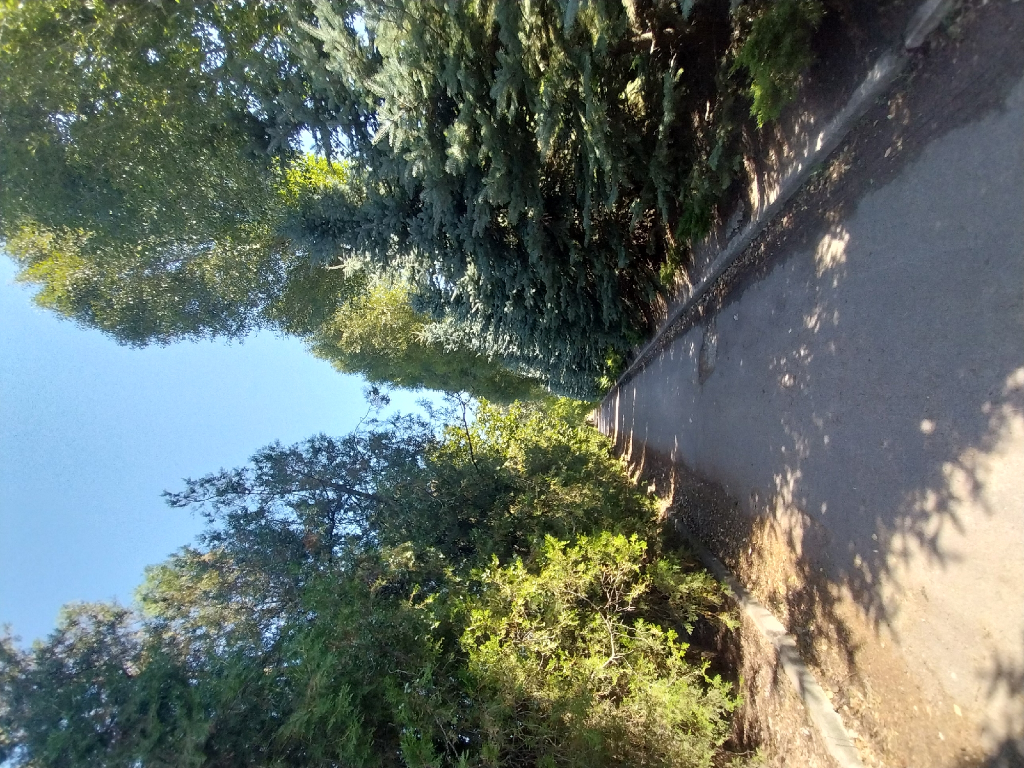 The image captures a straight, paved pathway lined with trees on both sides, creating a natural tunnel effect under a clear blue sky. The pathway appears to be in a park or a lined avenue. On the left, lush green foliage from a variety of trees, including what appear to be cypress or juniper trees, dominates the scene, with some branches reaching over the path. Sunlight filters through the leaves, casting dappled shadows on the ground. On the right, a row of mature fir trees with blue-green needles stands tall, also casting shadows. The ground beside the pathway is covered in dry leaves and dirt. The path extends into the distance, suggesting a long, straight route. The lighting indicates it is daytime, with the sun high in the sky.