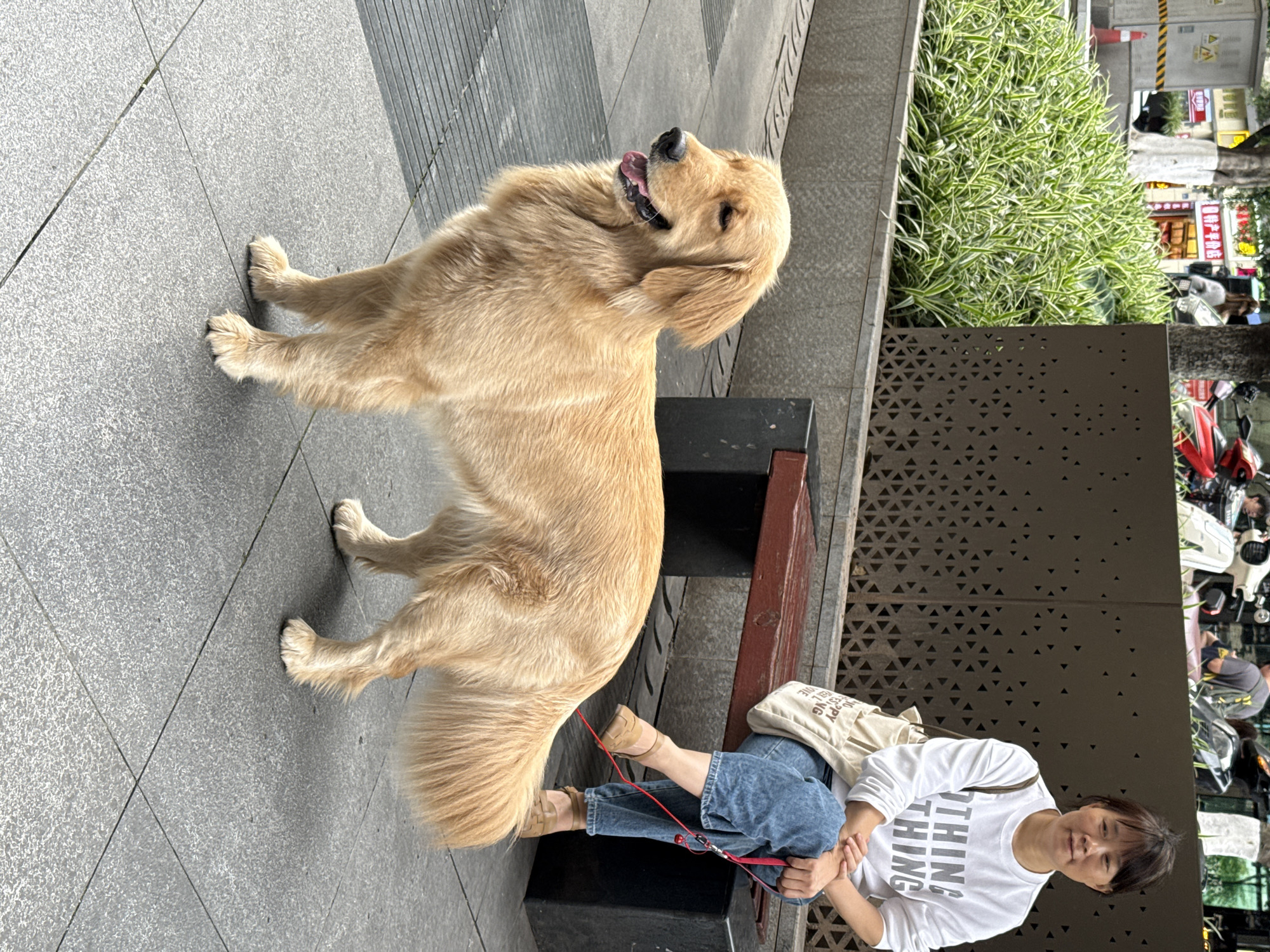 The image shows a Golden Retriever standing on a sidewalk in Yuzhong District, China. The dog has its tongue out and is positioned next to a bench where a woman is sitting. The woman is wearing a white long-sleeved shirt with text, blue jeans, and tan sandals. She is holding a red leash attached to the dog. A beige tote bag rests on the bench next to her. The sidewalk is tiled and a planter with greenery is visible behind the bench. In the background, there are pedestrians, motorcycles, and shopfronts, indicative of an urban environment.