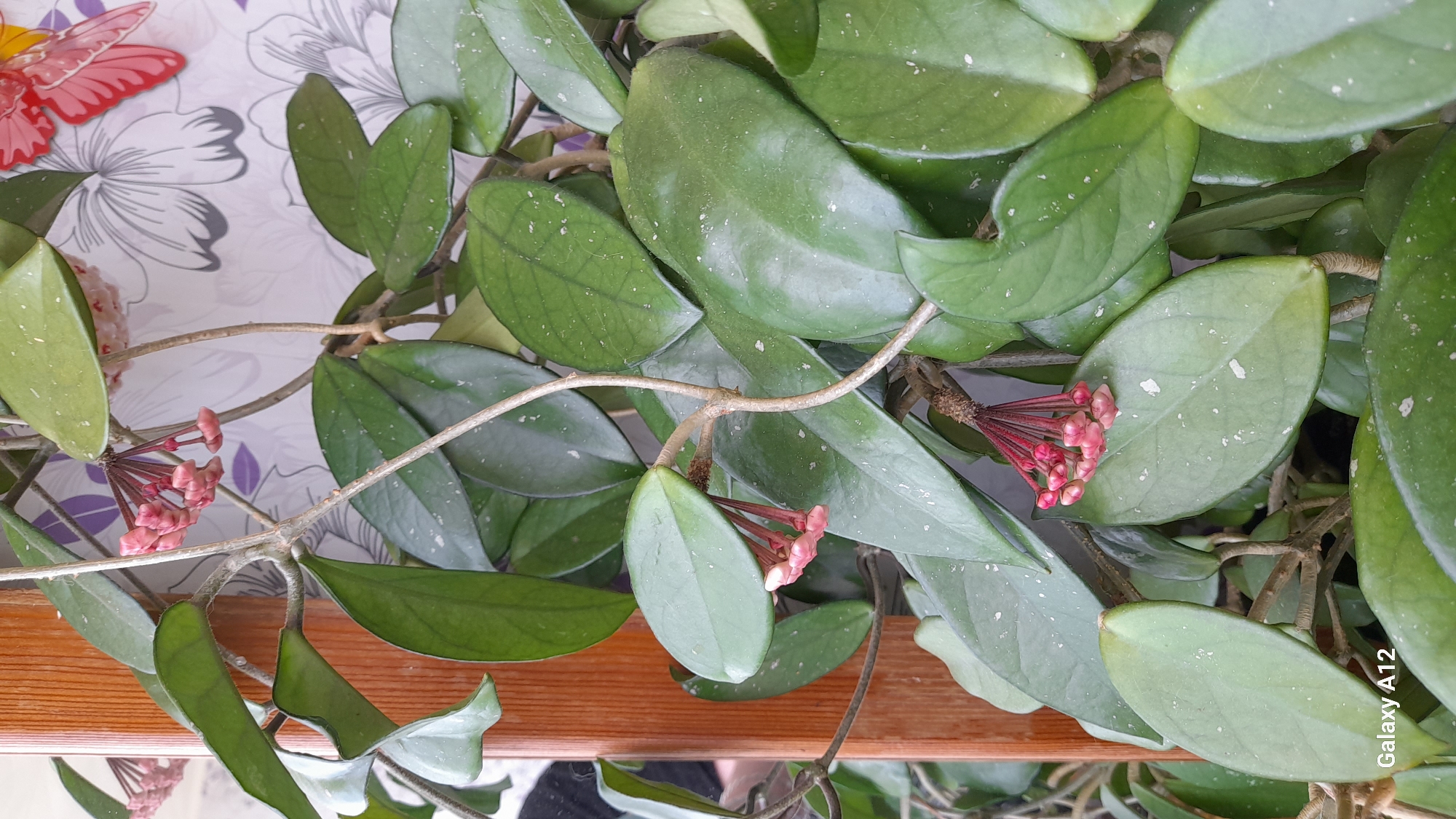This is a close-up, top-down shot of a thriving Hoya plant, likely taken indoors in Марковский, Russia. The plant dominates the frame with its numerous green, oval-shaped leaves, many of which are speckled with white or silvery variegation. Several clusters of reddish-pink flower buds, still tightly closed, are visible emerging from the stems, indicating the plant is in bloom or about to bloom. The stems themselves are thin and brownish.
In the background, a light-colored wallpaper or fabric with gray and purple floral patterns can be seen. A red, butterfly-shaped decorative object is partially visible in the upper left corner. The bottom of the image reveals a polished wooden surface, possibly a shelf or window sill, with a faint reflection of a person in dark clothing visible on it.
The overall scene suggests a well-maintained houseplant in a domestic setting. The image is brightly lit, likely indicating daytime, though no specific light source is apparent. The text "Galaxy A12" is visible in the bottom right corner, identifying the camera used for the photograph.