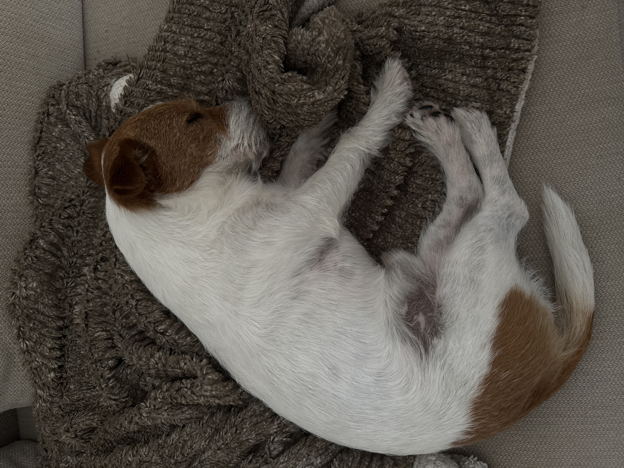 A Jack Russell Terrier-type dog is curled up and asleep on a textured, gray blanket. The dog is primarily white with brown patches on its head and rear. The dog is located on a light-gray upholstered surface (likely a sofa or chair). The image doesn't provide any information about the city of Raanana, Israel, or any people.
