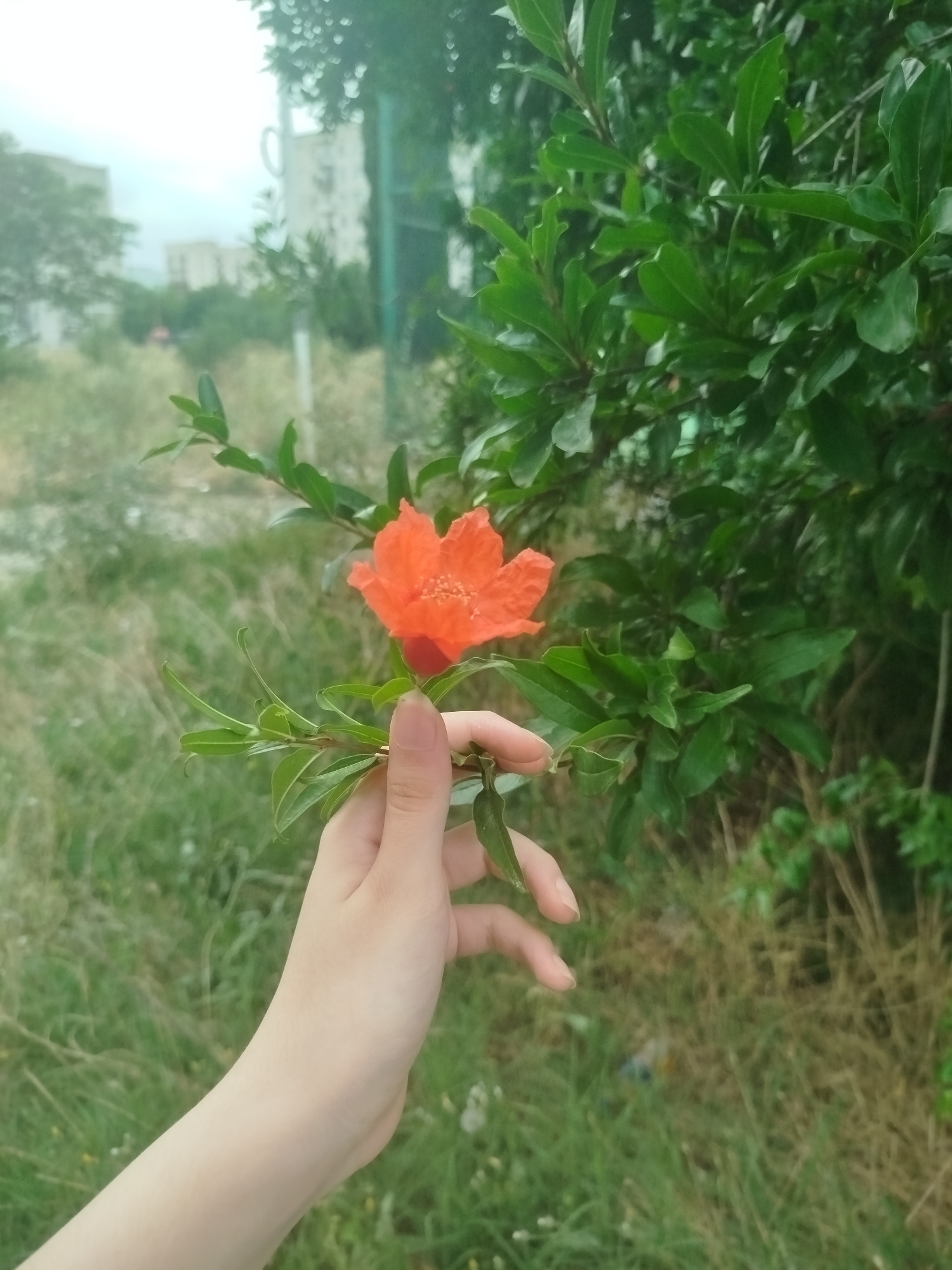 The image shows a close-up of a hand holding a bright orange flower with green leaves. The hand is pale and appears to be a young person's. The flower is a pomegranate flower, known for its vibrant color. In the background, there is lush green foliage and a hint of urban environment with buildings visible in the distance, suggesting a park or garden area within Rustavi, Georgia. The lighting suggests it is daytime, possibly overcast or late afternoon.