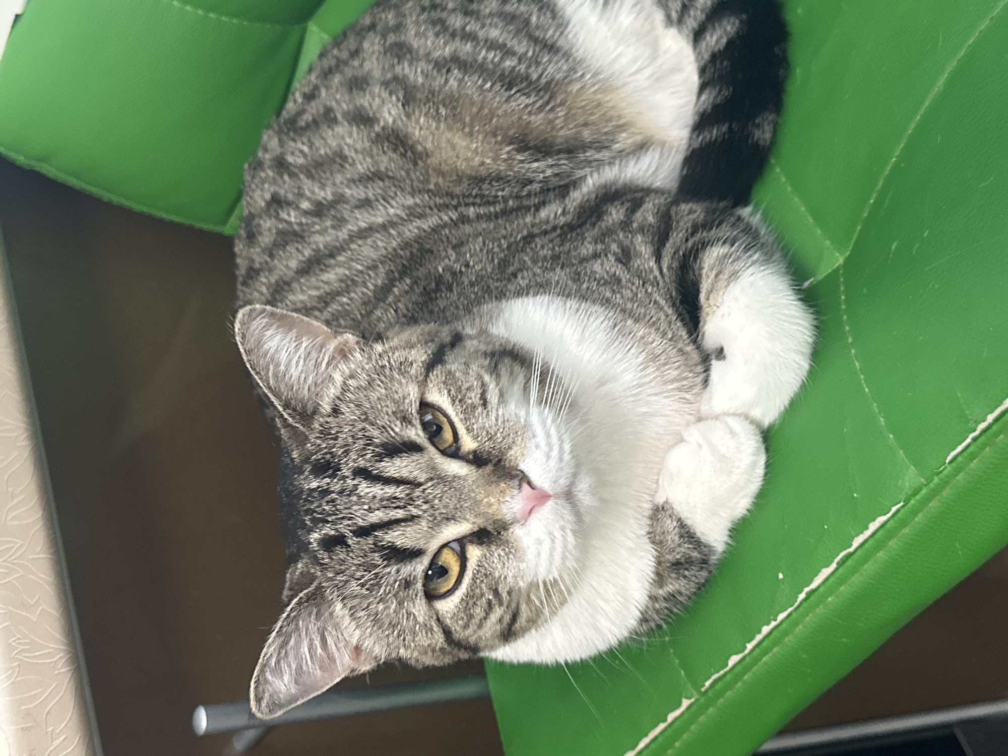 A tabby cat with white markings sits curled on a bright green chair. The cat has green-gold eyes, a pink nose, and crossed paws. The background shows a glimpse of a dark surface. It's impossible to determine the city or location based on the image provided.