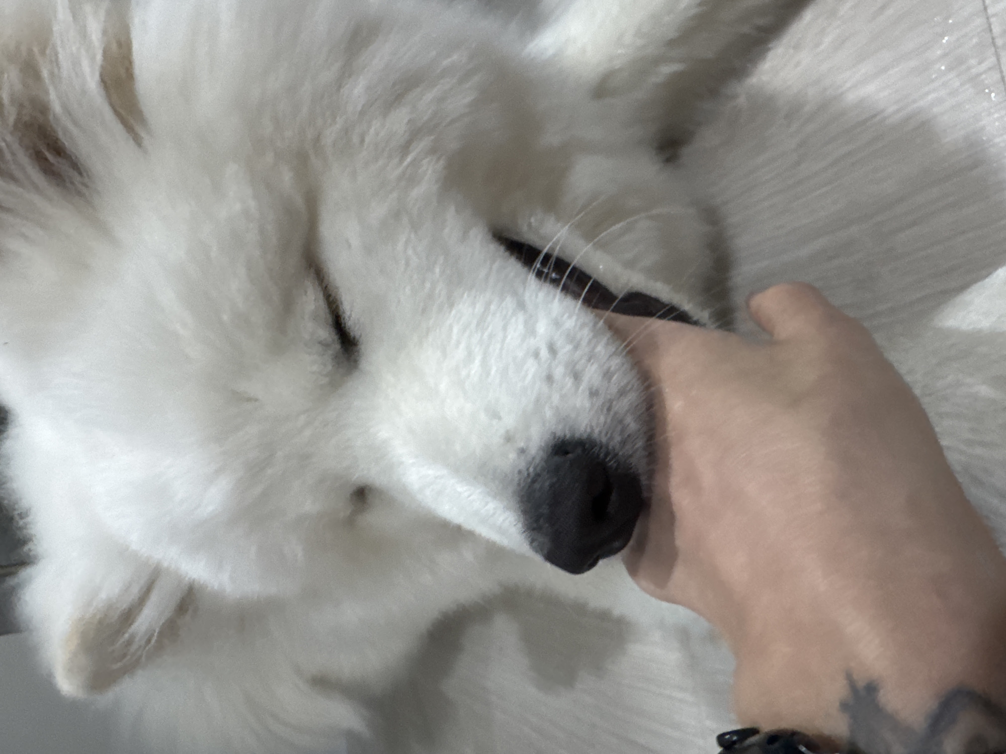 A close-up, eye-level shot captures a heartwarming moment between a human and a large, fluffy white dog. The dog, likely a Samoyed due to its distinctive thick, white fur, dominates the left side of the frame with its head turned slightly to the right. Its eyes are closed, suggesting a state of relaxation, comfort, or sleep, and its black nose is prominent at the center. The dog's mouth is slightly open, revealing a glimpse of its teeth.
A human hand with light skin is gently placed against the dog's muzzle, appearing to stroke or hold it affectionately. Part of the human's forearm is visible in the bottom right corner, featuring a dark tattoo with an indistinct, possibly organic or abstract design, and a dark, possibly beaded or leather bracelet or watch on the wrist.
The setting appears to be indoors, with a soft, light-colored background that could be a bed or couch. The focus is entirely on the interaction between the dog and the human hand, conveying a sense of peace and affectionate bonding. There are no specific indicators of time of day or weather, nor any visible text within the image. The scene is situated in Chaikovsky, Russia.