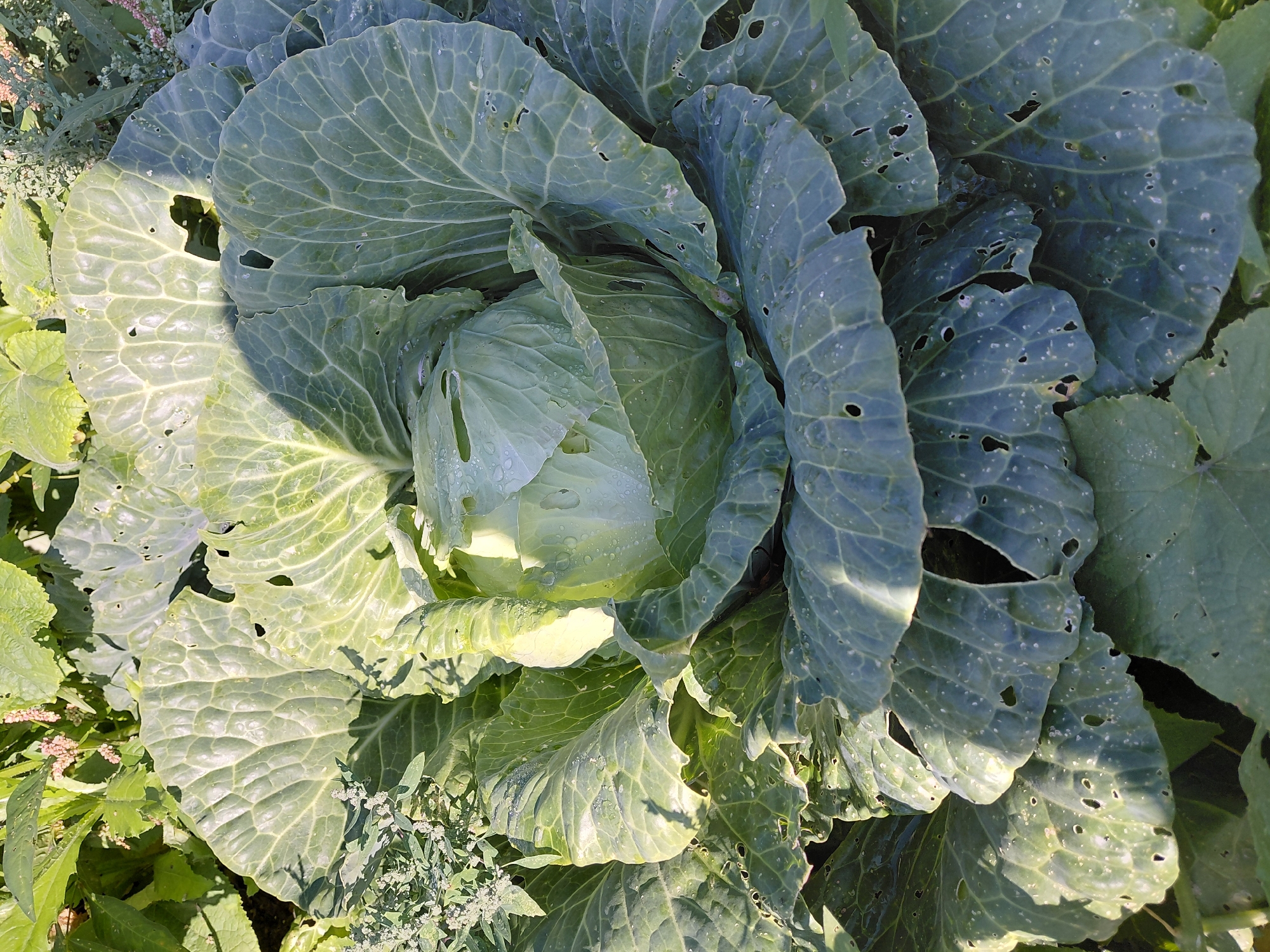 The image is a close-up, overhead view of a head of cabbage growing in a garden. The cabbage is large and appears to be mature, with tightly packed, pale green leaves. Some of the outer leaves are wilted and have small holes, suggesting they may have been eaten by insects. Water droplets are visible on the leaves, indicating recent watering or dew. The background is filled with other green foliage, suggesting a densely planted garden. The lighting suggests it is daytime, with sunlight casting shadows on the leaves. The scene is outdoors, in what appears to be a residential or community garden. There are no people or animals visible in the image. The location of Malinovka, Russia is not visually discernible from the image content.