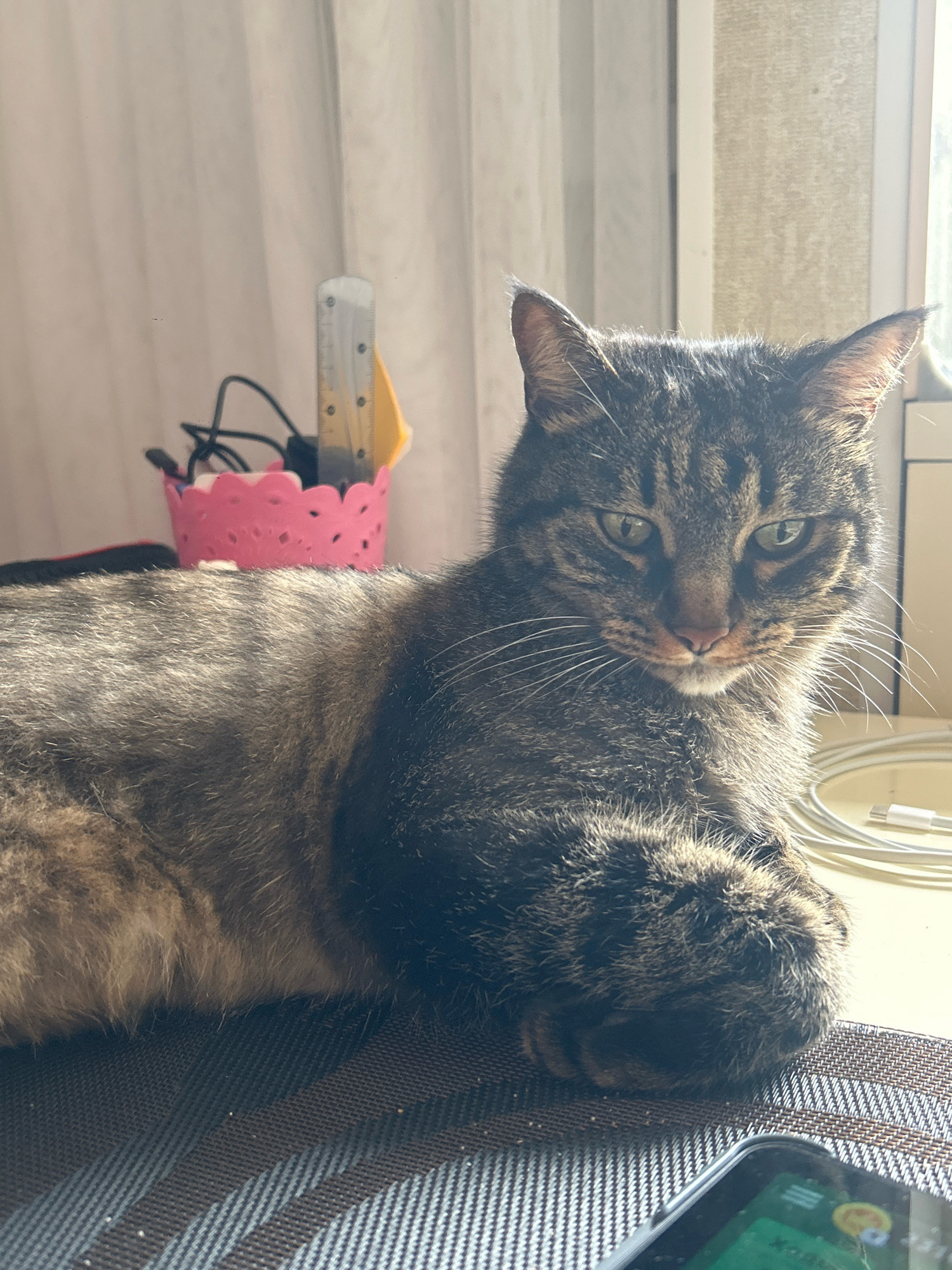 A tabby cat is lying down, with its front paws crossed, on a patterned surface. The cat is looking towards the viewer with green eyes. The background is blurred but appears to be an indoor setting with a window and curtains. There are some objects on a desk behind the cat, including a pink container holding a ruler and some cables. A smartphone is visible in the foreground, partially out of focus. The lighting suggests it is daytime, with sunlight coming from the right side of the image. There are no people in the image. The location is identified as Khyrdalan, Azerbaijan.