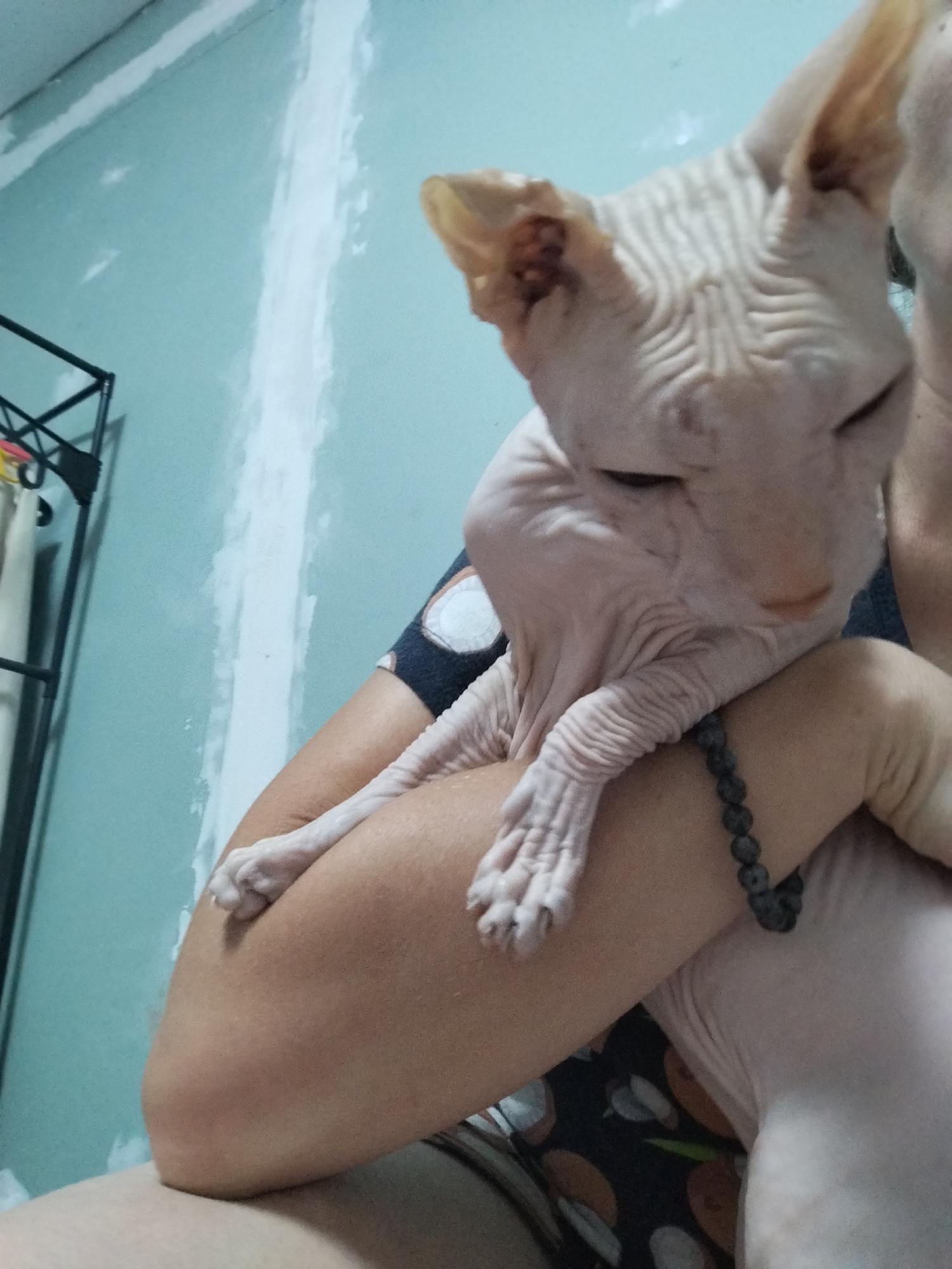 A person is holding a hairless Sphynx cat. The cat is light pink with visible wrinkles on its face and body. It is nestled in the crook of the person's arm. The person is wearing a dark t-shirt with a pattern of white circles and brown shapes. A dark gray beaded bracelet is visible on the person's wrist. The background is a light blue wall with a visible strip of white plaster. To the left, a black metal rack with some items is partially visible. The scene appears to be indoors, possibly in a home. The lighting suggests it could be daytime. No text is visible in the image.