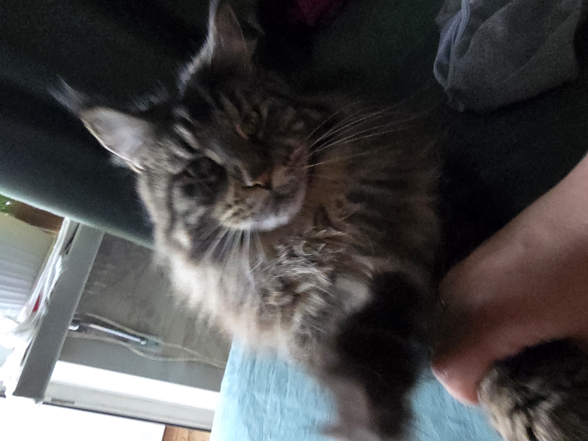 A Maine Coon cat with brown and black tabby markings is lying on its back, being held by a person's hand. The cat's fur is long and fluffy. The cat appears relaxed, with its eyes partially closed. The background is out of focus, but it appears to be an indoor setting with furniture and possibly a window. There are no visible landmarks or indications of location within Krasnoyarsk, Russia.