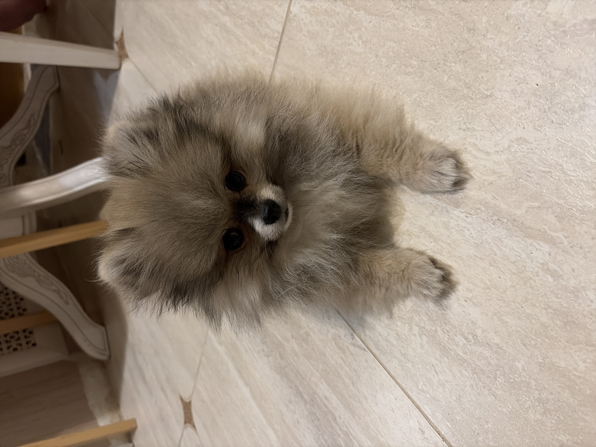 A small, fluffy dog, consistent with the Pomeranian breed, is positioned centrally on a light-colored tiled floor, looking directly forward. The dog exhibits tan and light brown fur with darker shading on its muzzle and around its dark, round eyes, which are prominent against its face. Its nose is black. The dog is in a seated posture, with its front paws resting on the floor. The floor consists of light beige or off-white tiles with visible grout lines and subtle texture; in the upper-left background, a tile features a darker, star-shaped inlay. Partially visible in the background are multiple furniture legs: one to the right is white with an ornate, carved design, while another to the left is a lighter wooden tone. No human subjects are present in the image. This scene is situated in Saint Petersburg, Russia.