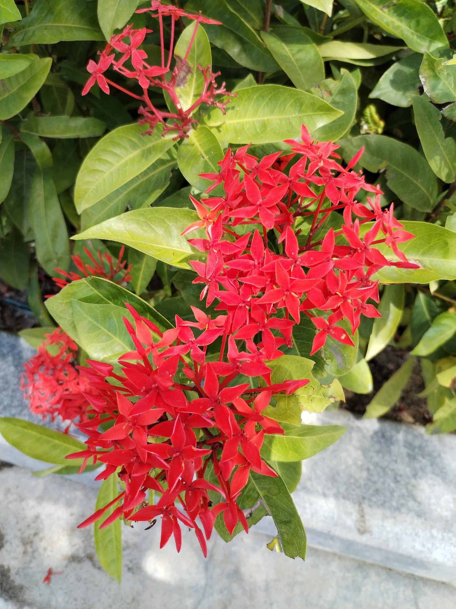 The image shows a close-up of a vibrant red Ixora flower cluster surrounded by green leaves. The flower is in full bloom, with numerous small, star-shaped petals. The leaves are glossy and ovate in shape. Part of the gray tiled pathway is visible on the bottom-right. Based on the available data the location is assumed to be in Nha Trang Ward, Vietnam.