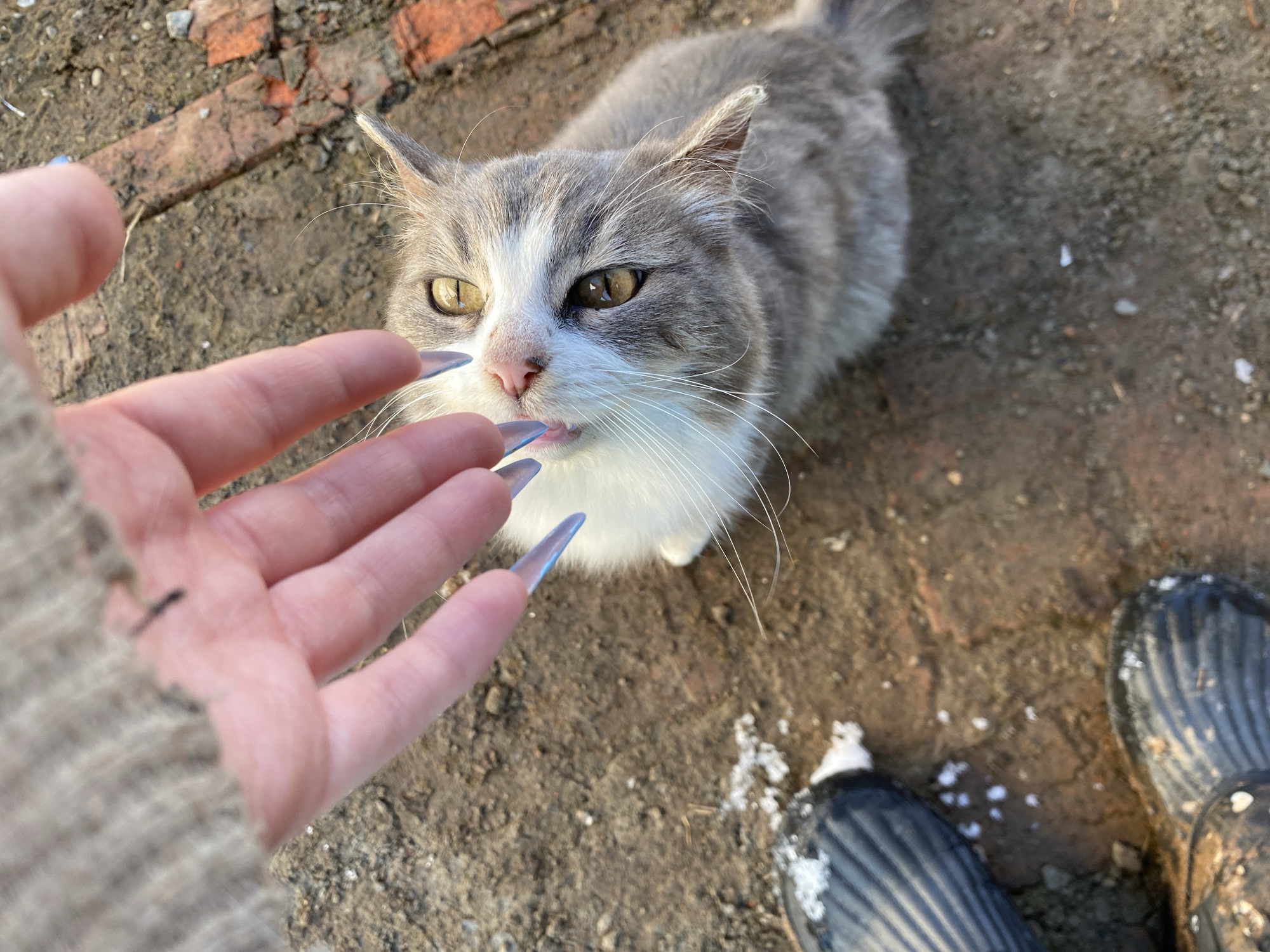 A high-angle, close-up shot shows a gray and white cat being approached by a human hand with long, artificial nails. The cat is looking up at the hand, and its tongue is slightly visible. The setting appears to be outdoors, with a ground surface composed of dirt, small rocks, and scattered bits of brick or debris. The lower portion of a person's shoes or boots is visible in the bottom right corner. The photo was taken in Сосново, Russia.