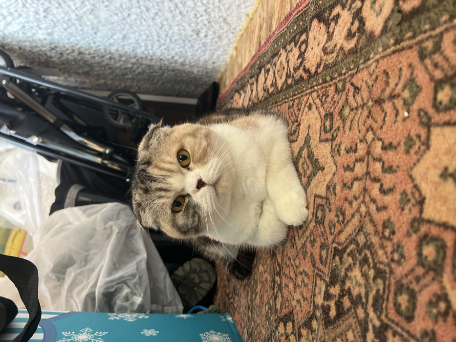 An indoor scene in the city of Noviy, Russia, features a Scottish Fold cat lying on a patterned rug. The cat possesses a calico coat, predominantly white on its chest and face, with patches of brown tabby, black, and tan/orange on its head, back, and sides. Its ears are folded forward, and its eyes are a distinct gold-yellow, gazing directly ahead. The cat's front paws are tucked and crossed. The rug displays intricate geometric and floral patterns in shades of red, orange, brown, and olive green. In the left background, a portion of a light blue bag or container with white snowflake designs is visible, adjacent to a crumpled white plastic sheet. To the right background, a collapsed black stroller or similar wheeled apparatus is partially observed against a textured, light-colored wall surface.