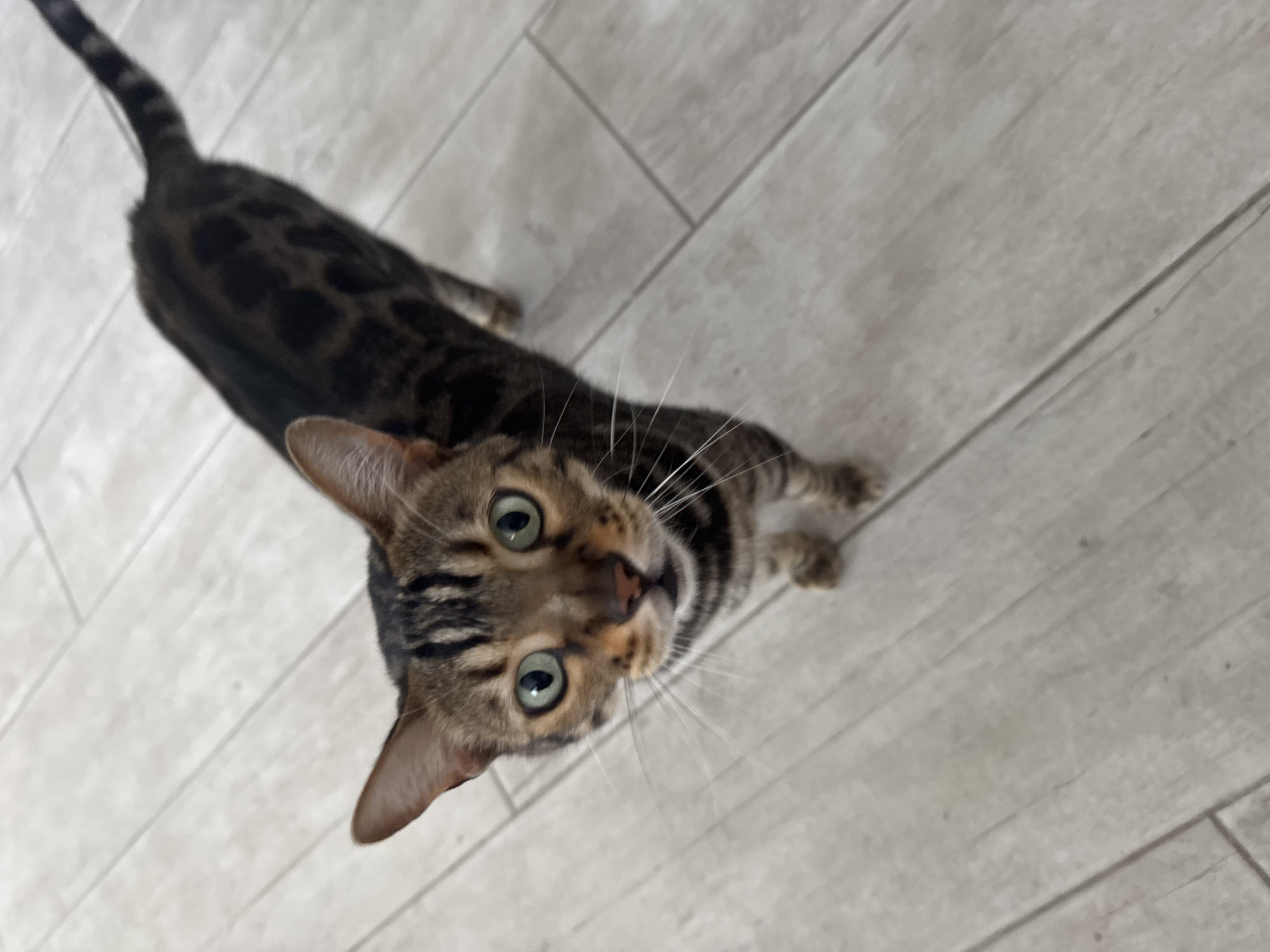 A Bengal cat is standing on a light-colored tiled floor. The cat is looking directly at the camera with wide, green eyes. Its fur has a distinctive spotted pattern. The cat's tail is visible, extending upwards and to the right. The background consists of the tiled floor, which appears to be indoors. The lighting is bright and even. There are no people or other animals present in the image. The location is the Agios Tychona Community, Cyprus.