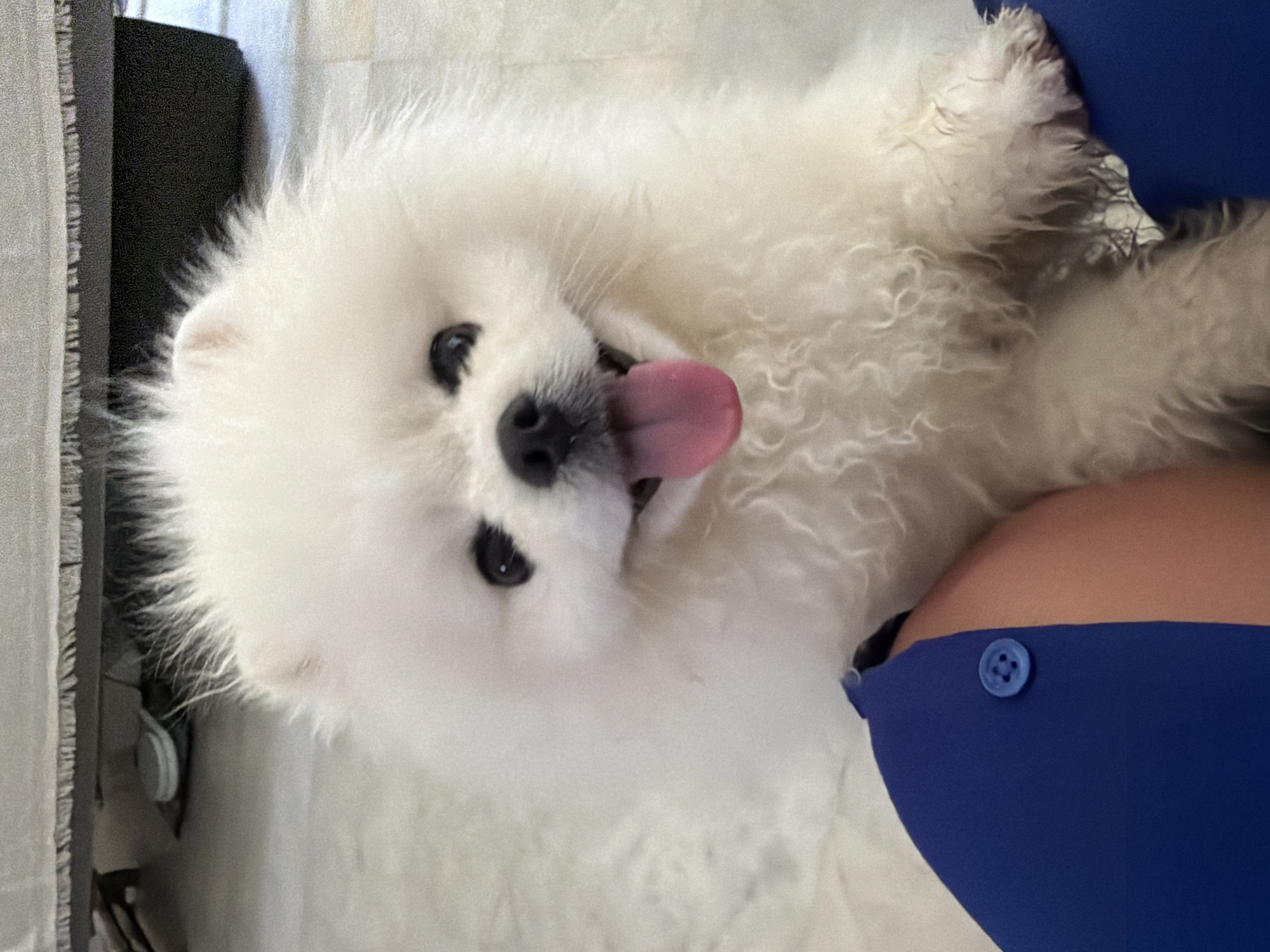 A white Pomeranian dog is shown panting with its tongue out, looking directly at the camera. The dog is fluffy with dark eyes and a black nose. It is positioned in the foreground, resting on the lap of a person wearing a blue top with a button. In the background, a rug or carpet is visible with a fringe, and part of a dark piece of furniture. The floor appears to be tiled. The image does not provide any information about the location in the city of Marmaris, Turkey.