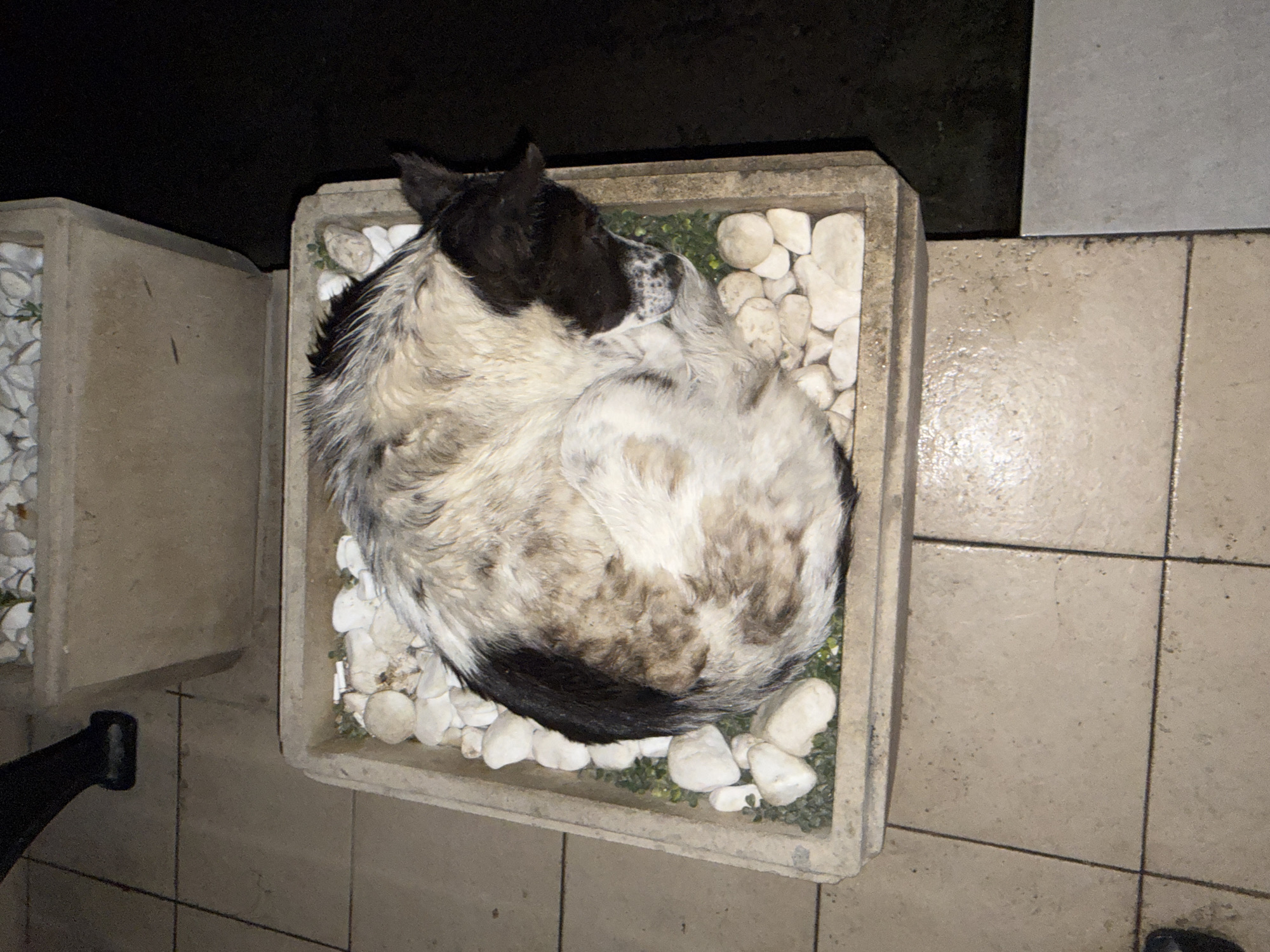 A medium shot, taken from above, shows a white-and-black dog curled up in a concrete planter filled with white pebbles and green plants. The dog's head, with black ears and white-and-black fur, is visible in the upper portion of the frame. Its body is curled into a circle, and its tail is also black. The planter sits on a tile floor of a light beige color. The environment appears to be an exterior space, possibly a patio or courtyard. A second concrete planter containing white pebbles is partially visible to the left of the main planter. The lighting conditions suggest it is either nighttime or a dimly lit indoor space. It could be in Veliko Tarnovo, Bulgaria, or any similar location with such architectural and landscaping elements.