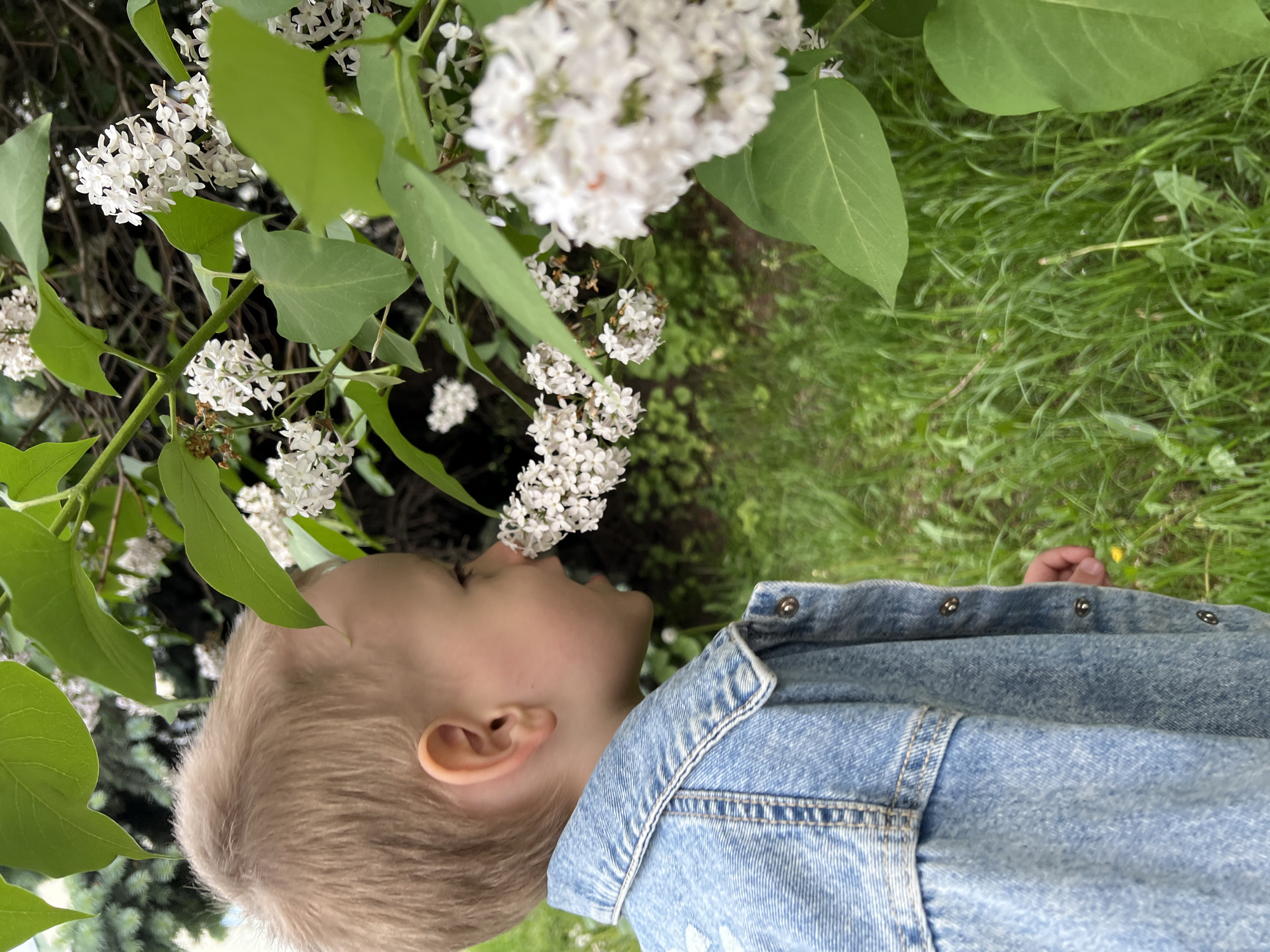 A young child is shown in profile view, positioned near a cluster of white lilac flowers. The child, wearing a denim jacket, appears to be close to or smelling the flowers. The background includes green foliage and grass. Given the prompt's information, it is presumed this image was taken in Mytishchi, Russia.