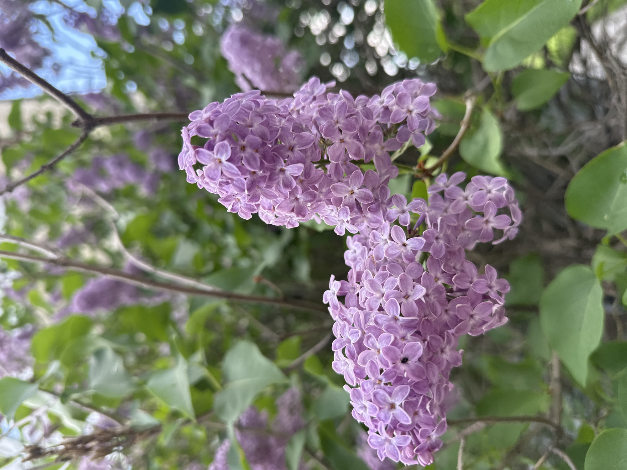 The image shows a close-up of lilac flowers in bloom. The flowers are light purple and arranged in dense clusters. Green leaves are visible in the background, along with blurry spots of light, suggesting sunlight filtering through foliage. There is no information in the image to determine its location, so I cannot say if this image was taken in Biysk, Russia, or not. The image focuses solely on the lilac blossoms and the surrounding foliage.