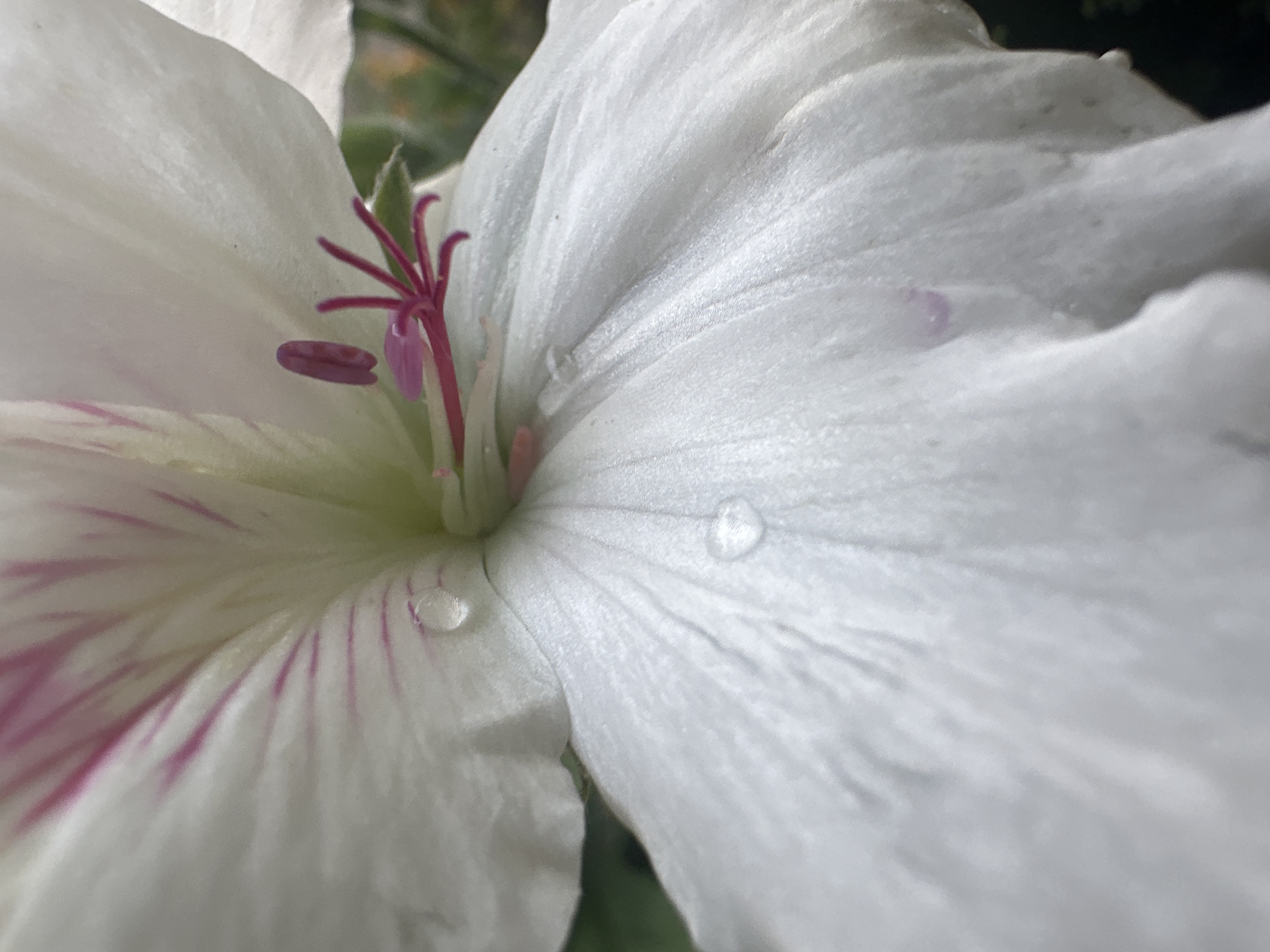 This is a close-up, low-angle shot of a white flower with pink stripes and a pink stamen. Two water droplets are visible on the petals, and there is a slight pinkish hue on one of the petals. The background is blurred and appears to be foliage. The image was taken in the city of Łódź, Poland.