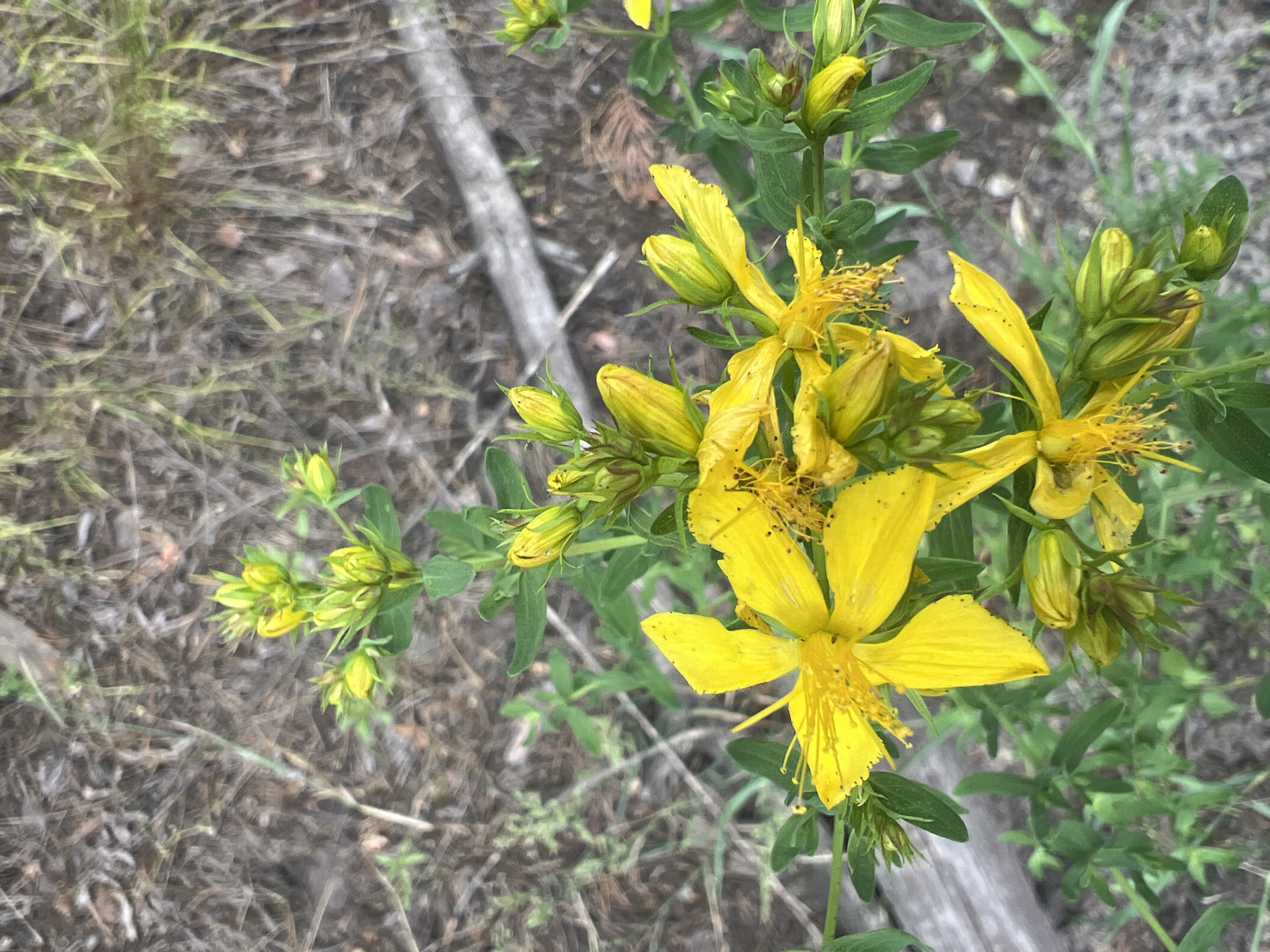This media file is a close-up, outdoor shot of a plant with bright yellow flowers and green leaves. The flowers have five petals each, with numerous yellow stamens protruding from the center. Some of the flowers are in full bloom, while others are still in bud. The background is out of focus and appears to be a mix of dry earth, fallen leaves, and twigs, suggesting a natural, perhaps wooded or wild, setting. A fallen gray branch runs diagonally across the upper left portion of the image. The lighting suggests it could be daytime, with diffused light indicating it might be overcast or that the sun is not directly overhead. There are no people or text visible in the image. The overall impression is of a detailed, natural scene focusing on the delicate beauty of the wildflowers.