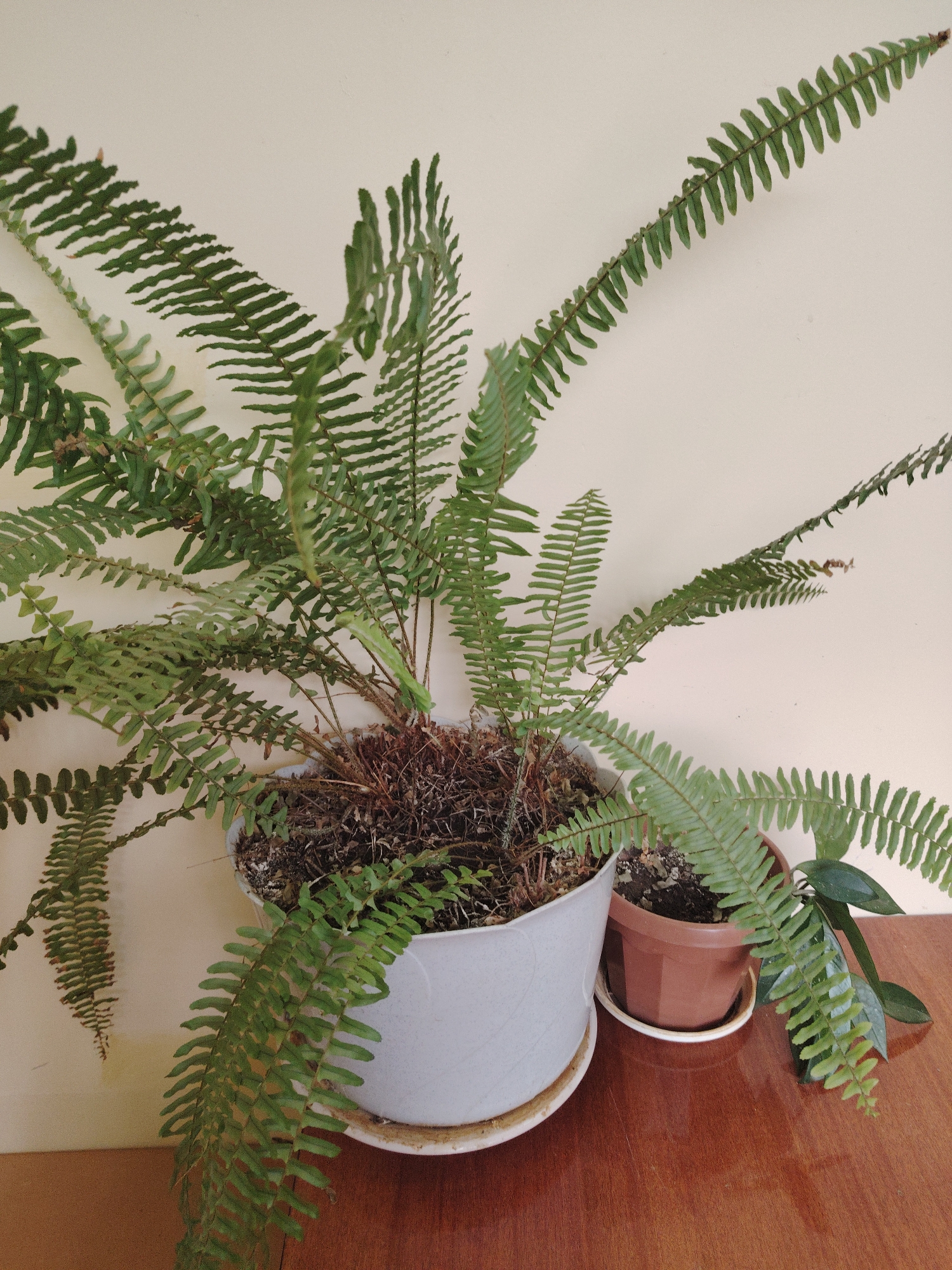 An indoor scene captured in Sarapul, Russia, features two potted plants positioned on a glossy, reddish-brown wooden surface against a plain, light beige wall.
The primary subject is a large, vibrant green fern, likely a Boston fern or similar variety, housed in a light grey or off-white plastic pot with a matching saucer. The fern exhibits numerous long, arching fronds, each adorned with small, symmetrical leaflets (pinnae). Many fronds extend upwards and outwards, while some gracefully cascade downwards, partially obscuring the pot and trailing towards the wooden surface. The soil in the fern's pot appears somewhat dry and contains brown, mulchy material and old frond bases around the plant's crown.
To the right of the large fern, a smaller plant is visible in a brown, hexagonal or octagonal terracotta-colored plastic pot, resting on a white saucer. Only a few broad, dark green leaves of this smaller plant are discernible, partially overshadowed by the larger fern's foliage.
The lighting is soft and even, characteristic of an indoor setting during daytime, with no direct sunlight or harsh shadows. No specific activity or event is taking place; the image is a static display of plants. The setting suggests a domestic or office environment. No text is visible in the image.