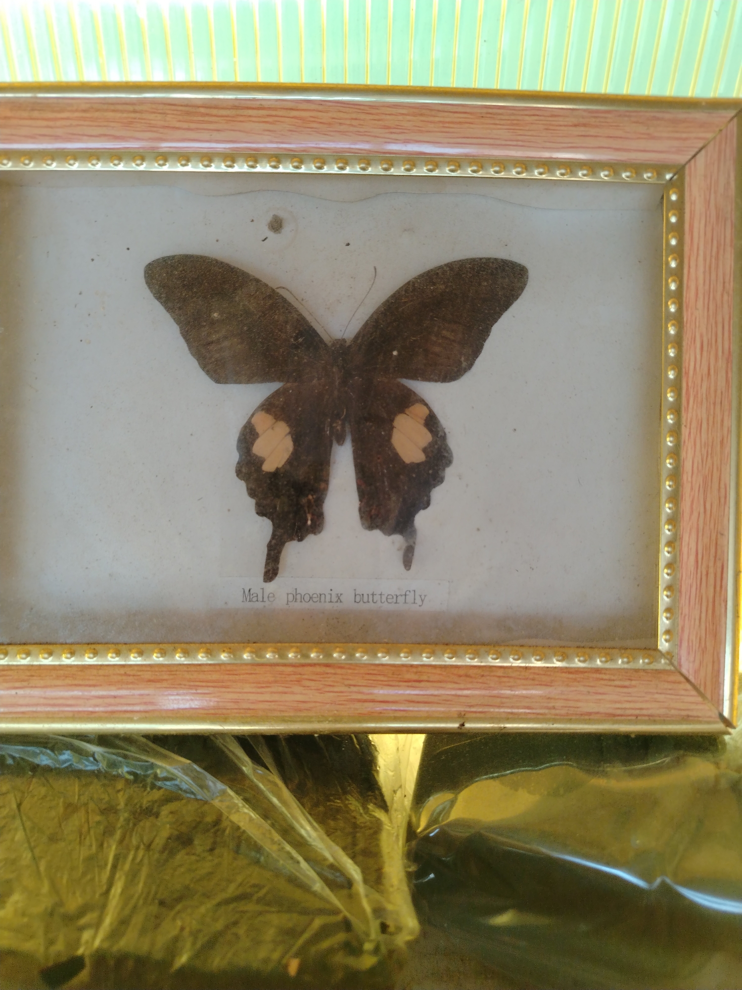 A framed "Male Phoenix butterfly" specimen is shown. The butterfly has dark brown wings with tan spots. The frame is light brown wood with gold accents. The frame sits on a wrinkled, gold-colored surface. The background behind the frame is light green with vertical yellow lines.