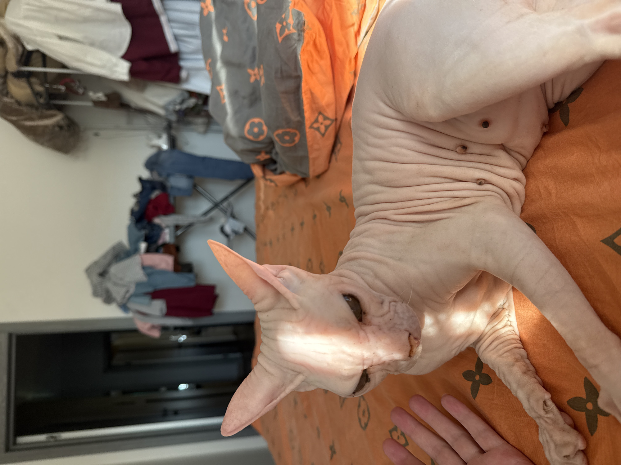 The image depicts a Sphynx cat resting on an orange bedspread within a room in the city of Krasnoyarsk, Russia. The cat, with light pink skin, is positioned horizontally across the frame, facing towards the left. A distinct vertical stripe of bright sunlight illuminates its head and face, creating a strong contrast with shaded areas. The cat's large ears are upright, and its eyes appear dark and narrowed. Its wrinkled skin and visible nipples are prominent features on its body. To the left of the cat, a human's fair-skinned left hand is extended with fingers splayed, resting on the orange bedspread near the cat's front paws.
The orange bedspread features repetitive dark patterns, including stylized four-leaf clovers and interlocking geometric shapes. Behind the cat, a bunched-up gray blanket or pillow with similar dark patterns is visible on the bed. The background on the left shows a dark, open doorway with a gray frame, suggesting another room or hallway beyond. The background on the right reveals a cluttered area against a white wall, including what appears to be a garment rack holding a white shirt draped over a maroon item of clothing, and an ironing board or folding table with jeans and other apparel haphazardly placed upon it. The overall setting is an indoor, lived-in environment.