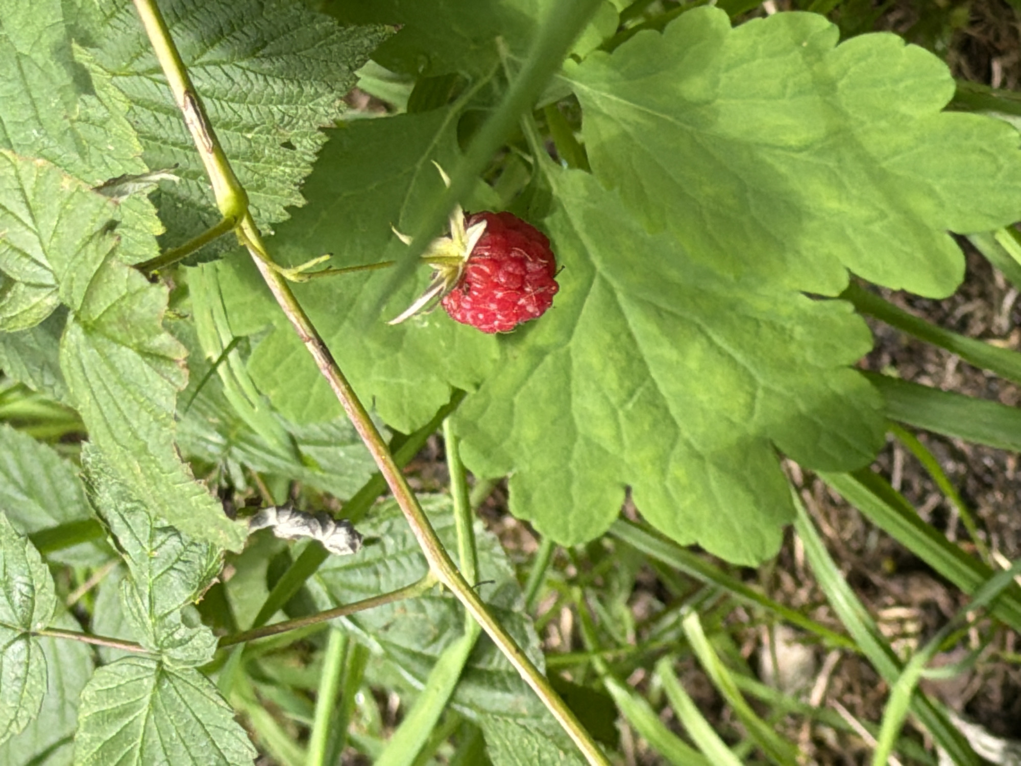 In Pokrov, Russia, a close-up view captures a single, ripe raspberry hanging from its stem amidst lush green foliage. The raspberry is a vibrant red, with its characteristic drupelets clearly visible. It is suspended above large, textured green leaves, some of which show signs of age or natural wear. The surrounding environment is a dense undergrowth of grass and other plants, with hints of brown soil and dried leaves on the ground. The lighting suggests an overcast day or dappled sunlight filtering through the leaves, creating a natural and somewhat muted color palette. The image is focused on the raspberry and its immediate surroundings, offering a detailed look at a small part of the natural landscape in Pokrov.