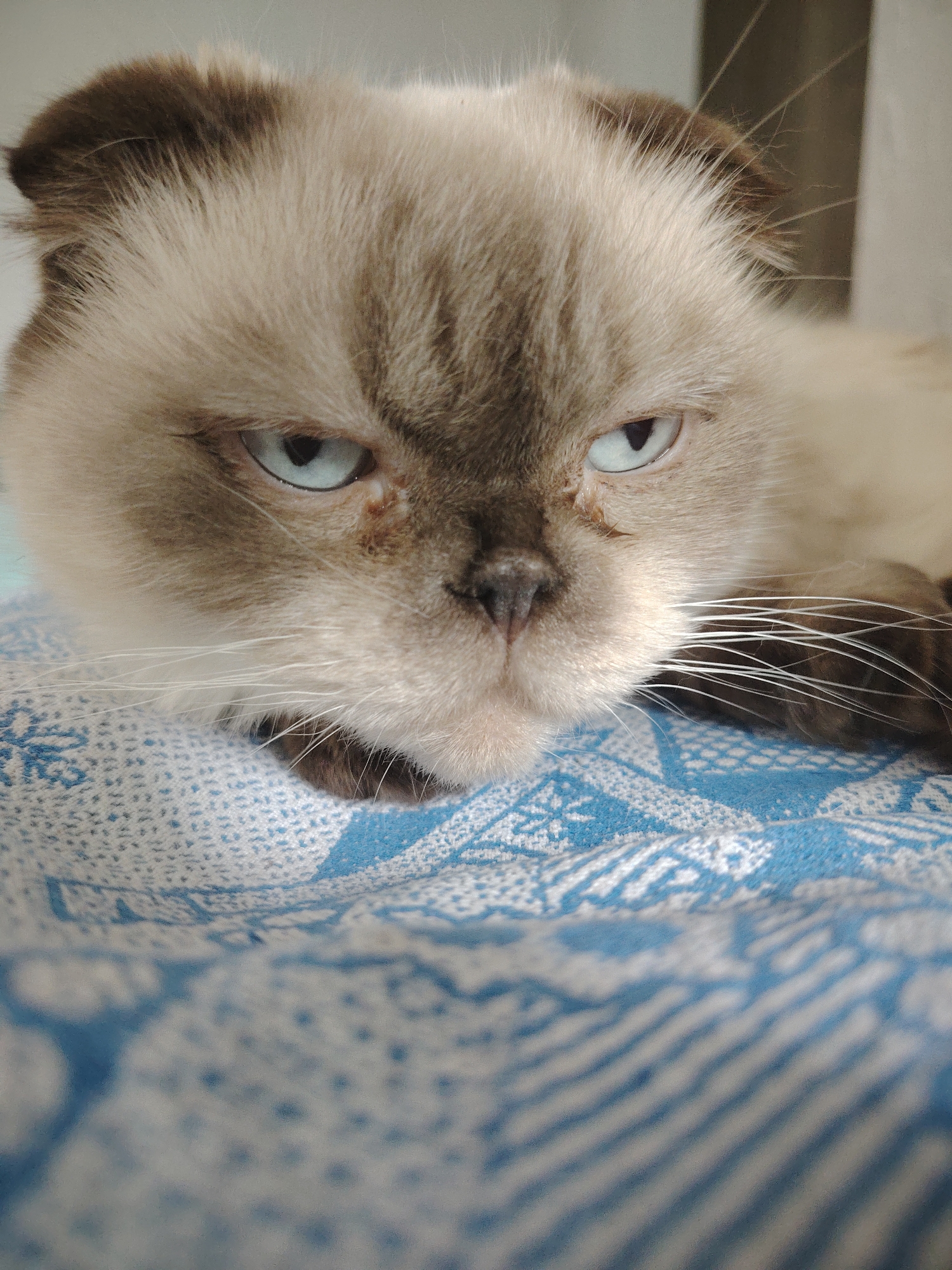 A close-up shot shows a fluffy, light brown and cream-colored cat with striking light blue eyes. The cat has folded ears and long white whiskers. Its expression appears grumpy or unimpressed. The cat is lying down on a blue and white patterned fabric, likely a blanket or cloth, which covers a surface that is slightly out of focus. The background is blurred and appears to be a light-colored wall and a dark vertical element, possibly a piece of furniture or a doorway. There is no discernible information about the location in Vitsebsk, Belarus within the image.