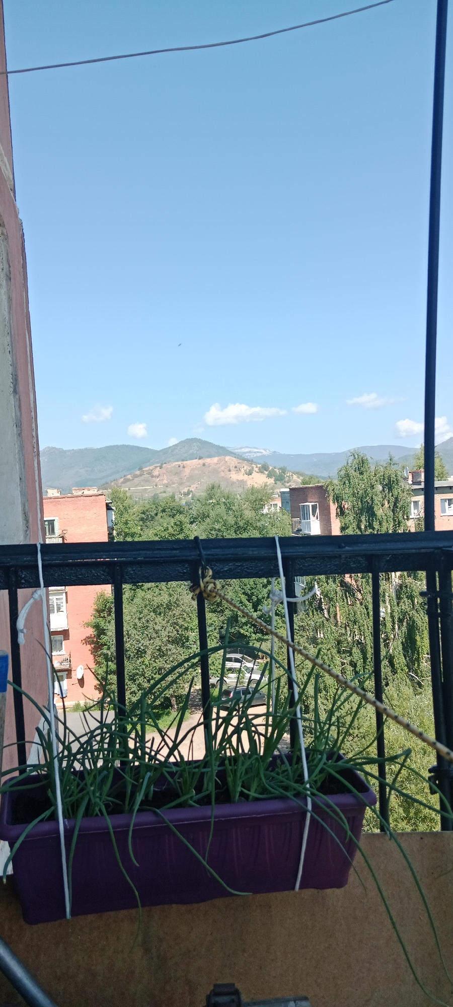A vertical, medium shot captures a view from a balcony on a clear day. In the foreground, a purple planter box overflows with green onions, supported by white cords attached to a black metal railing. The railing extends across the middle ground, behind which are apartment buildings and lush green trees. Further in the distance, rolling hills and mountains form the backdrop under a bright blue sky with a few scattered clouds. The scene appears to be from the city of Ridder, Kazakhstan, judging by the architectural style of the buildings and the mountainous terrain. No people or animals are visible in the image.