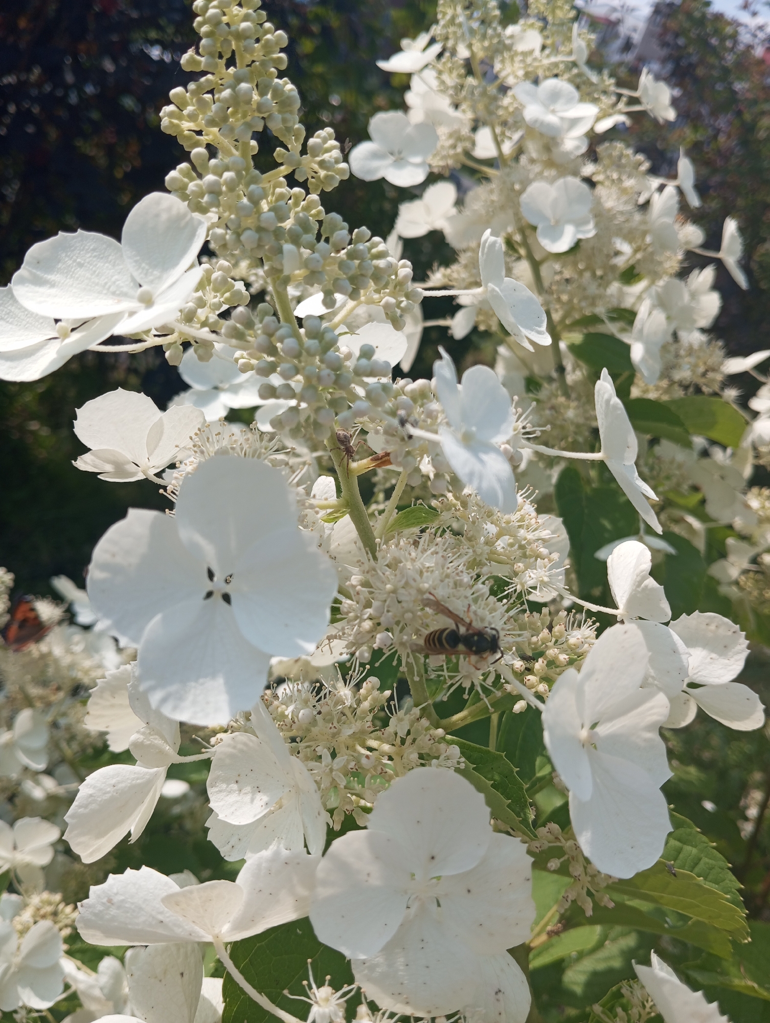 This is a close-up photograph of a cluster of white hydrangeas with a bee on one of the flowers. The hydrangeas have large, showy white petals and smaller, more delicate white florets in the center. The bee is a European honey bee, with its striped abdomen and black and yellow body. The bee is positioned on a cluster of small white florets, appearing to be collecting nectar or pollen. The background is a blur of green leaves and dark foliage, suggesting an outdoor setting, possibly a garden or park. The lighting is bright, indicating it is daytime. There is no discernible urban infrastructure in the frame, making it impossible to determine a specific location within a city. The image does not contain any people.