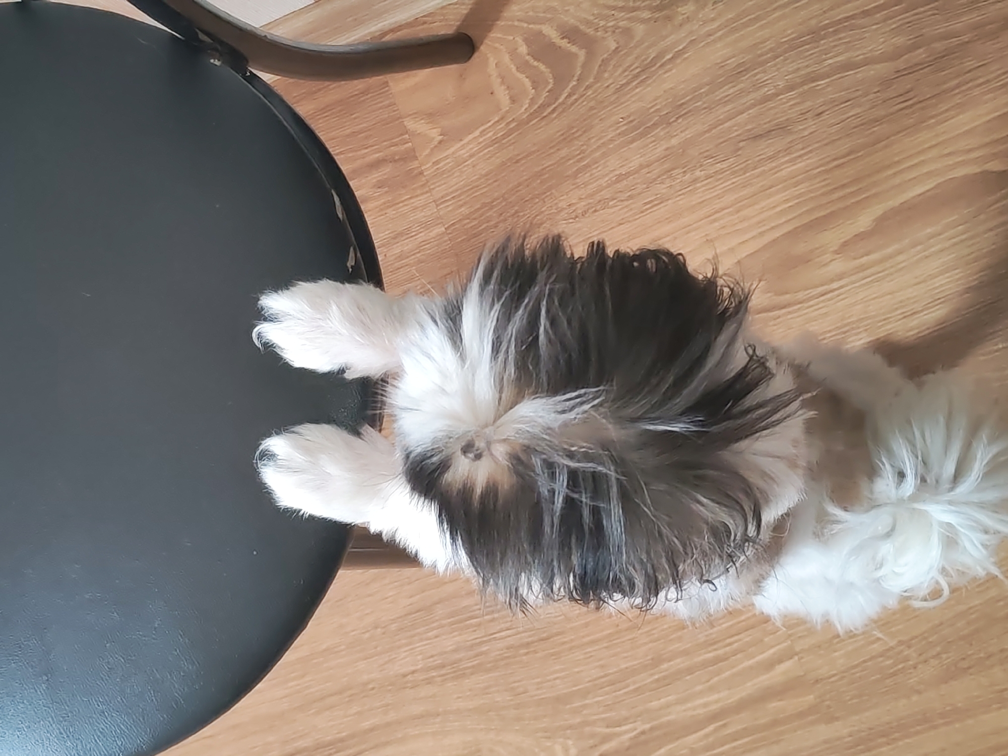 A small, fluffy dog with black and white fur is lying on a wooden floor next to a black, round table. The dog's head is down, and its paws are extended. The dog appears to be resting. The environment is indoors, and the lighting suggests it is daytime. There are no people or other animals visible in the image. This image was taken in Izhevsk, Russia.