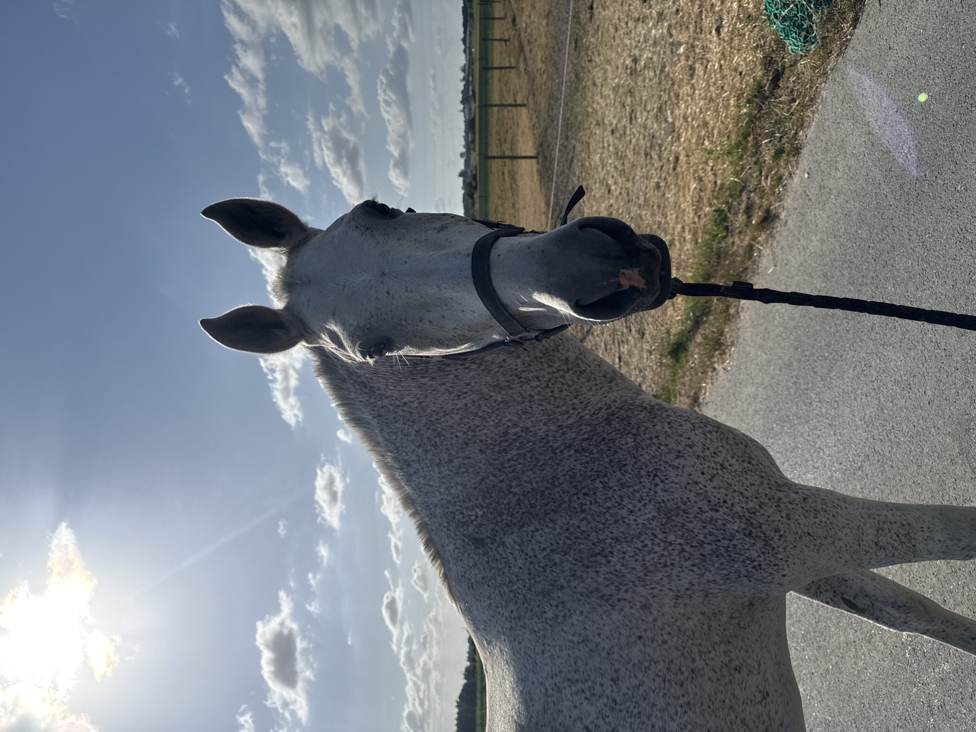 The image depicts a dappled grey horse standing on a paved surface, possibly a road or path, in an outdoor rural setting. The horse is facing the camera, with its head and upper body prominently featured. It is wearing a dark-colored halter and a lead rope is attached. The background shows a dry, grassy field enclosed by a fence, and a line of trees and buildings can be seen in the distance. The sky is blue with scattered white clouds, and the sun is visible in the upper left corner, casting a bright light and creating lens flare. The overall lighting suggests it is daytime, likely late afternoon or early evening due to the angle of the sun. The scene appears to be located in the vicinity of Estaimpuis, Belgium, given the rural landscape and architectural hints.