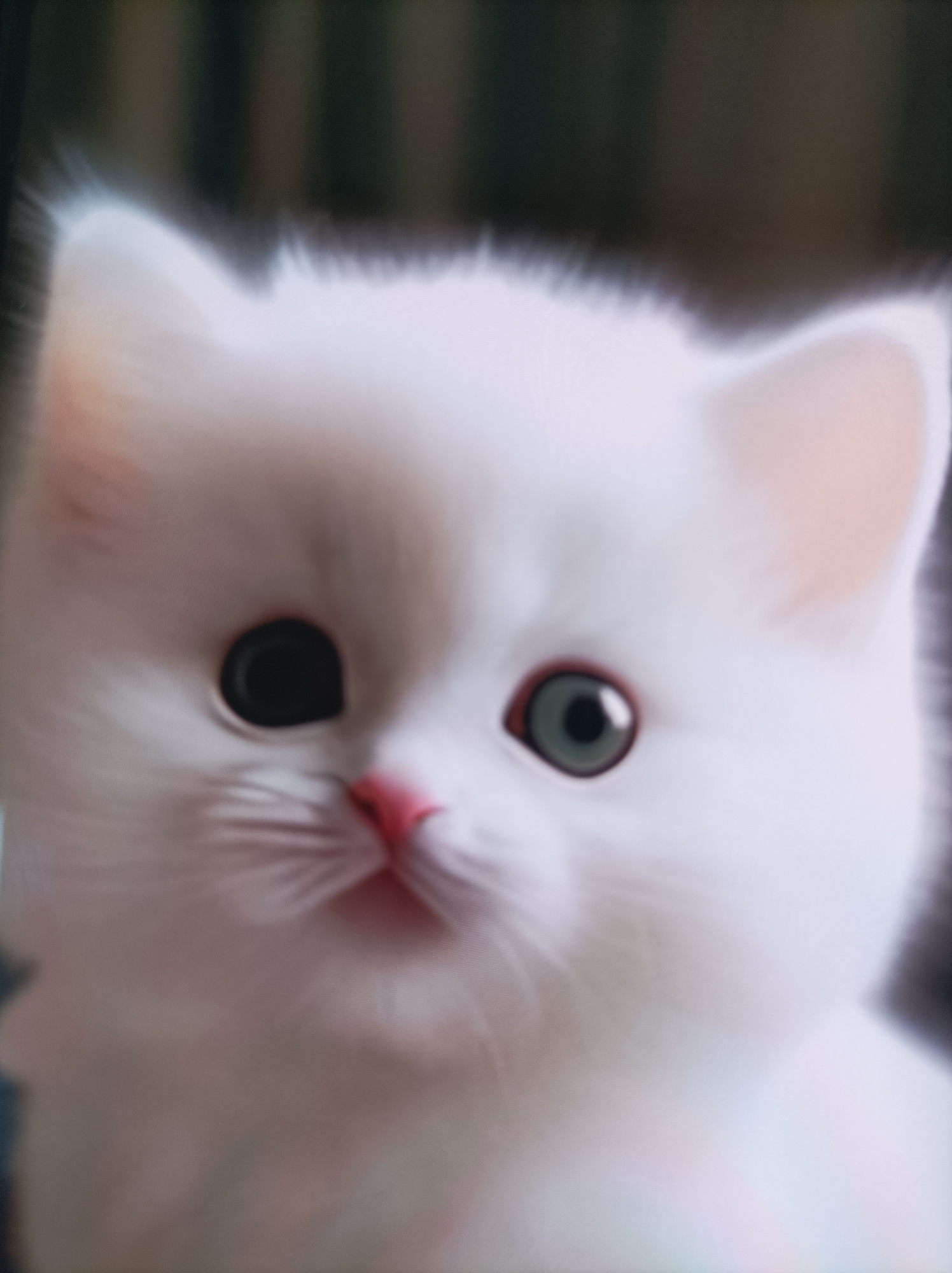 The image is a close-up, somewhat blurry photograph of a white kitten's face. The kitten has large, expressive eyes, one dark and one green, and a small pink nose. The fur appears soft and fluffy. The background is out of focus and appears to be a dark, indistinct environment. There is no visible connection to the city of Seýdi, Turkmenistan, in this image.