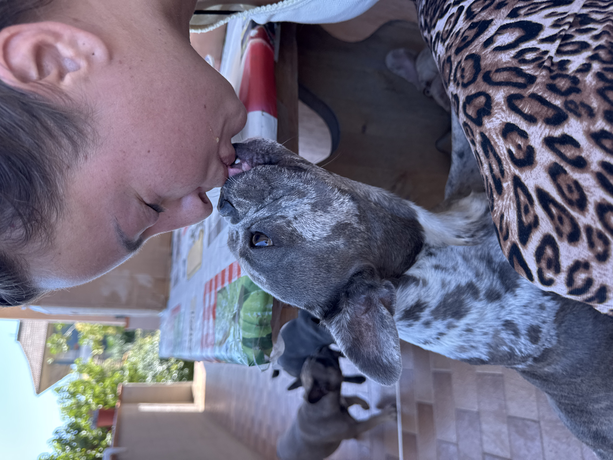 In San Benedetto del Tronto, Italy, a young woman is shown leaning down to kiss a French Bulldog on a tiled outdoor patio. The woman is in the foreground, her face angled downwards, with her eyes closed and lips pressed against the dog's snout. The French Bulldog, a brindle and white color, has one ear up and its tongue slightly out. Its head is tilted up towards the woman. In the background, several other French Bulldogs are visible, some of them dark gray and one with a lighter coat. They appear to be on the same patio, with one standing to the left and others further back. A wooden table covered with a patterned tablecloth is positioned behind the dogs. The environment suggests a warm, sunny day with visible greenery and the architecture of buildings in the distance. The woman is wearing a white top.