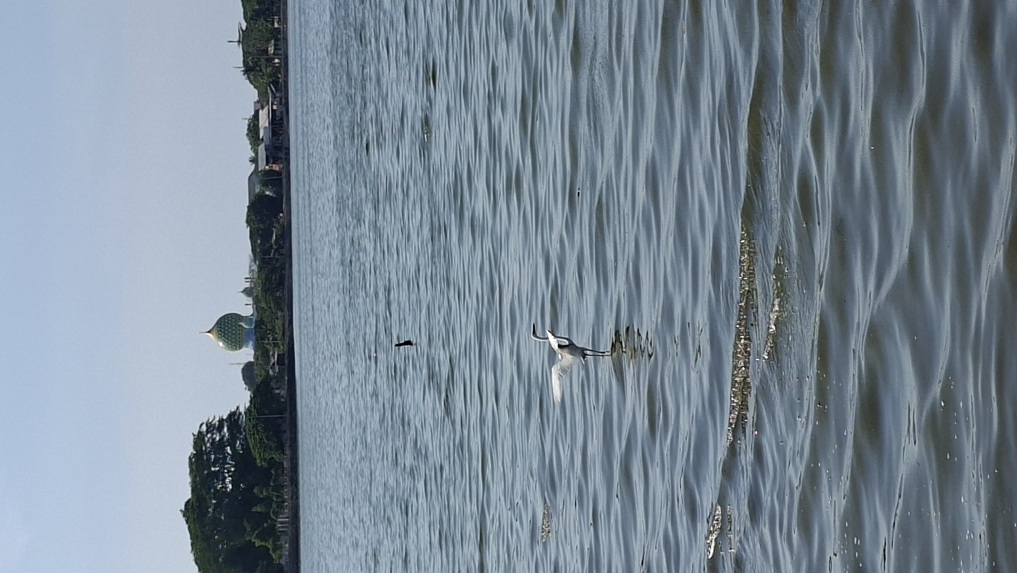 The image shows a bird standing in the water with its wings spread. In the background, there are trees and buildings, including a domed structure that appears to be a mosque. The water is rippling, indicating a gentle breeze. The sky is clear and blue. This scene is likely located in Lhokseumawe, Indonesia, given the presence of a mosque and the tropical foliage.