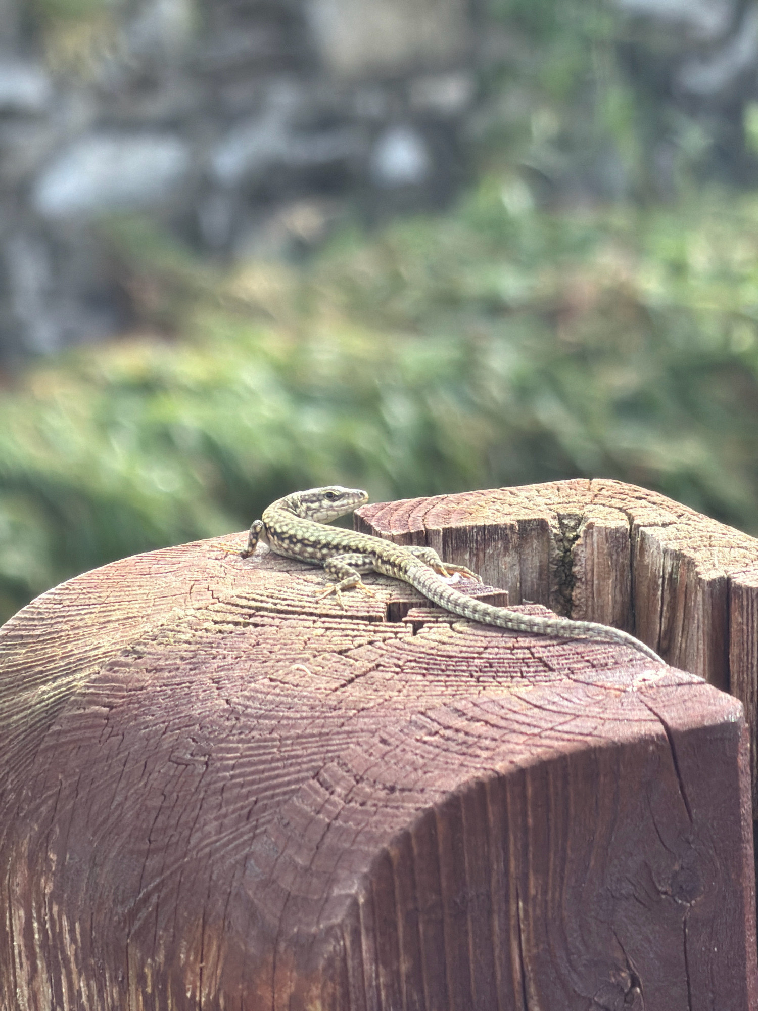 A small, brown and green lizard is resting on a rough, reddish-brown wooden surface. The lizard is positioned in the center of the image, with its body stretched out along the wood. Its head is turned to the left, and its tail extends to the right, curving slightly. The wooden surface appears to be the top of a post or stump, with visible grain and cracks. The background is out of focus, showing blurred green vegetation and some greyish stones or a wall. The lighting suggests it is daytime, with natural light illuminating the scene. The image does not contain any people or specific landmarks that would indicate its location in Erba, Italy.