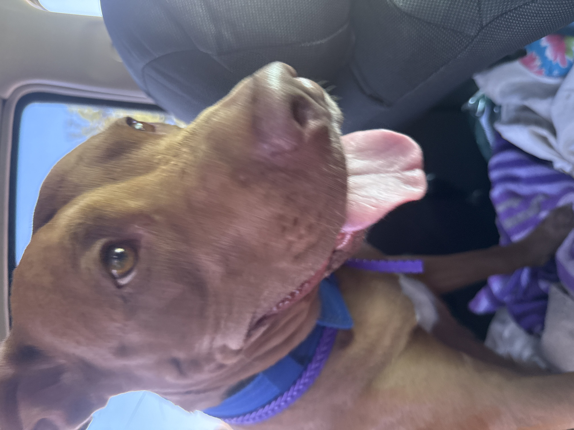 The image shows a close-up of a brown dog with its tongue hanging out, sitting in a car. The dog is wearing a blue and purple collar. The background consists of the car's interior, including a seat and a window with a view of the sky and some trees. There are also some blankets on the seat. The image does not provide any information about the location in the city of Velykodolynske, Ukraine.