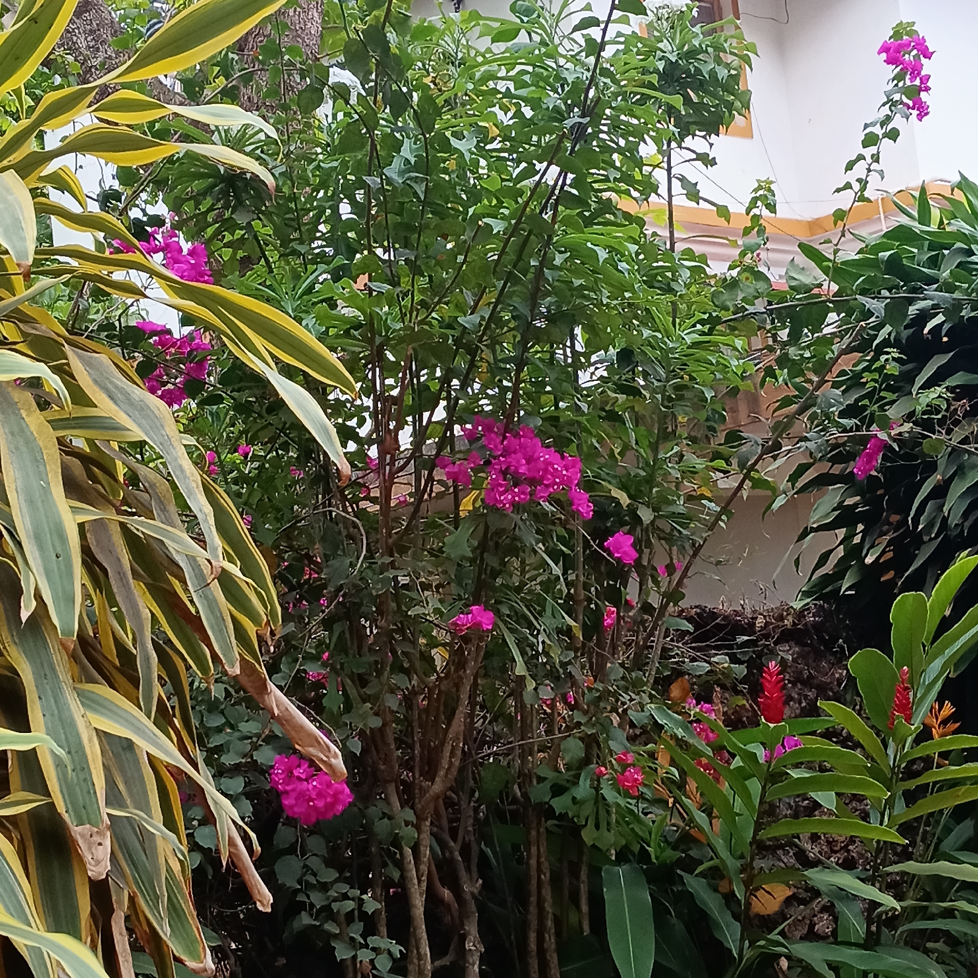 The image depicts a dense garden scene in Anjuna, India. The foreground is dominated by broad, striped yellow and green leaves of a Dracaena plant. A Bougainvillea bush with magenta bracts is central, its branches interspersed with other green foliage. To the right, ginger plants with red and orange flowers are visible. The background shows a portion of a white building with a yellow trim. The scene is lush, suggesting a tropical climate. No people or interactions are visible. The focus is on the diverse plant life.