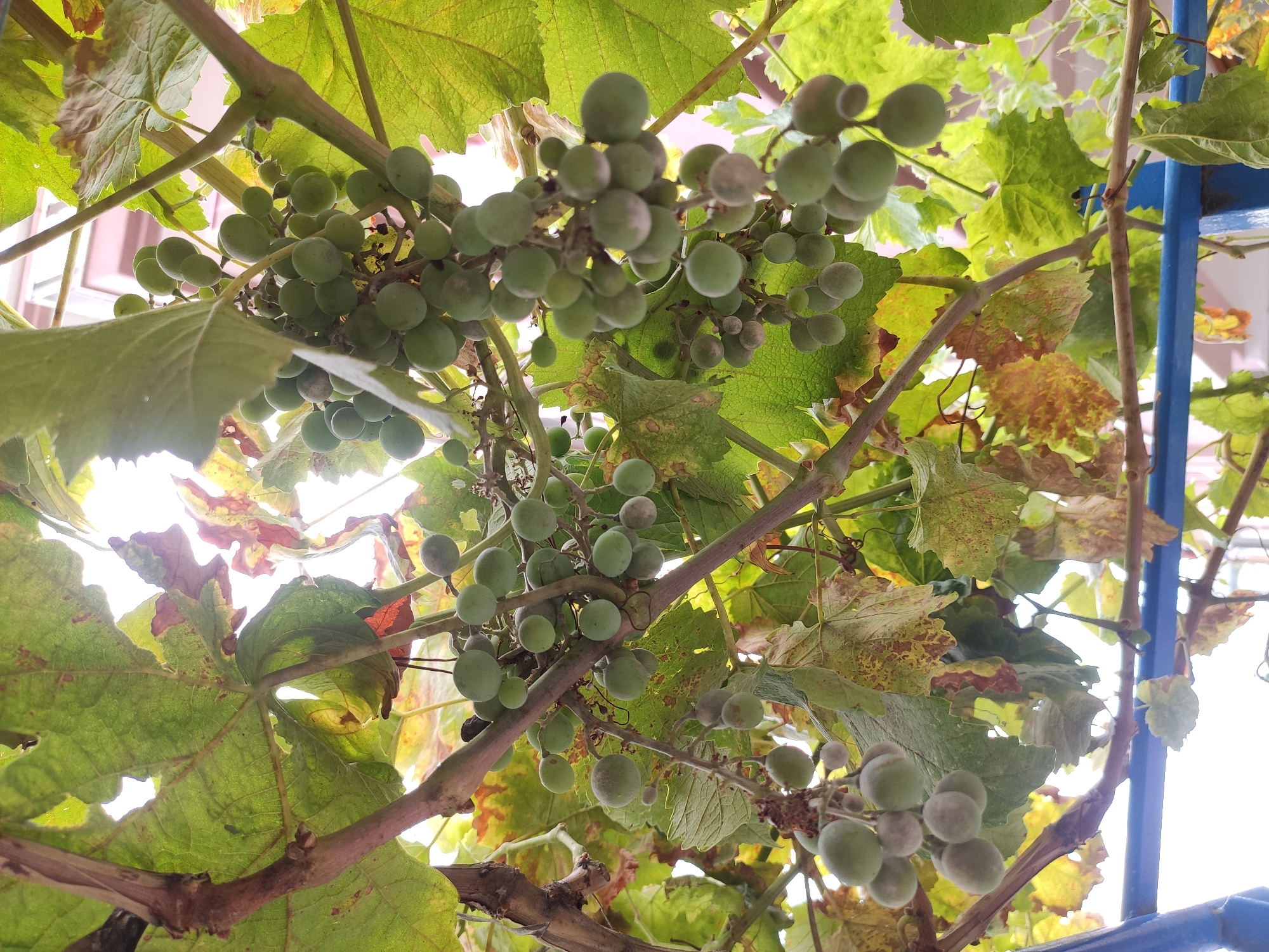 A low-angle, full shot captures clusters of unripe green grapes hanging from a vine against a bright, washed-out sky. The vine's thick, woody stems and large, serrated leaves, some showing signs of yellowing and browning, dominate the foreground. Several bunches of grapes, varying in size and density, are visible, with individual berries appearing round and slightly fuzzy. The background suggests an outdoor setting, possibly a garden or balcony, with a hint of a building's facade visible in the upper right corner. A blue metal railing runs horizontally across the bottom of the frame. The overall lighting is harsh, indicating a sunny day, with the sun's glare obscuring details in the sky. The location is identified as Mamak, Turkey.
