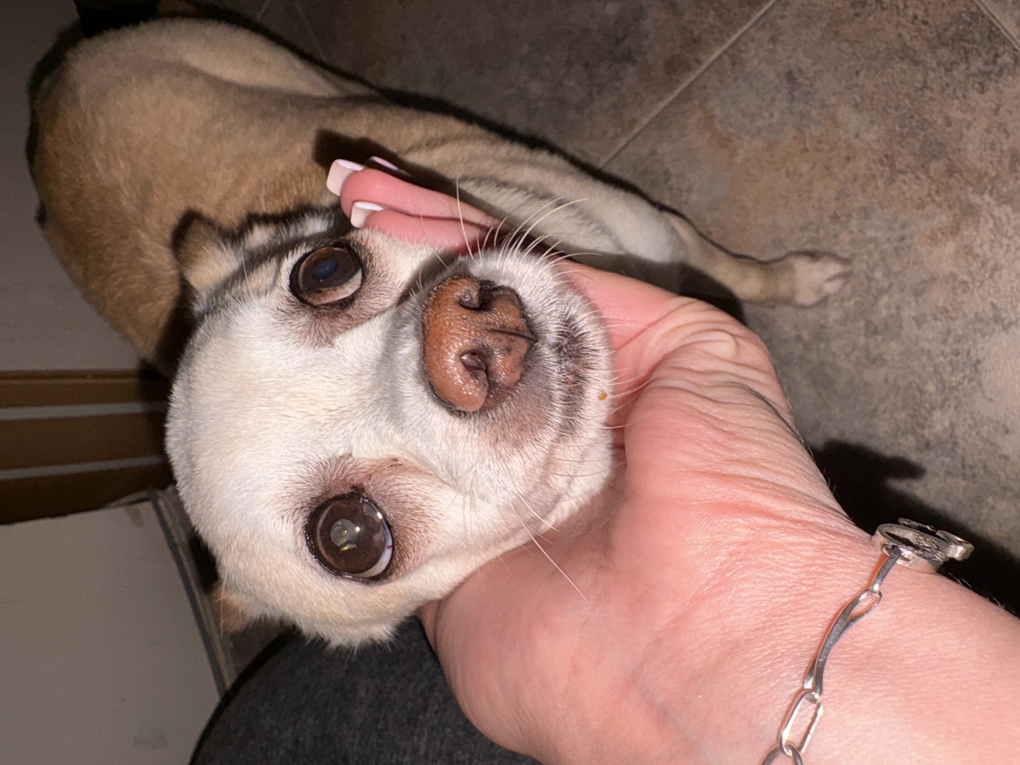 A close-up, top-down view captures a small, light-colored dog interacting with a human hand in an indoor setting in Vratsa, Bulgaria. The dog, primarily white on its face with a brown nose and large, dark, expressive eyes, looks directly up at the camera. Its body, visible behind its head, is a lighter tan or light brown color, resting on a tiled floor.
A human hand, with fingers gently placed around the dog's head, is prominent in the foreground. The hand shows manicured nails with a light-colored polish. A silver chain bracelet with a decorative charm or clasp is visible on the wrist. The dog's whiskers are distinct around its muzzle.
The background consists of a mottled brown and grey tiled floor, indicating an indoor environment. One of the dog's light-colored paws is visible stretched out on the floor. The lighting appears to be artificial, casting soft shadows. There is no visible text in the image. The dog's gaze suggests curiosity or affection towards the person holding it.