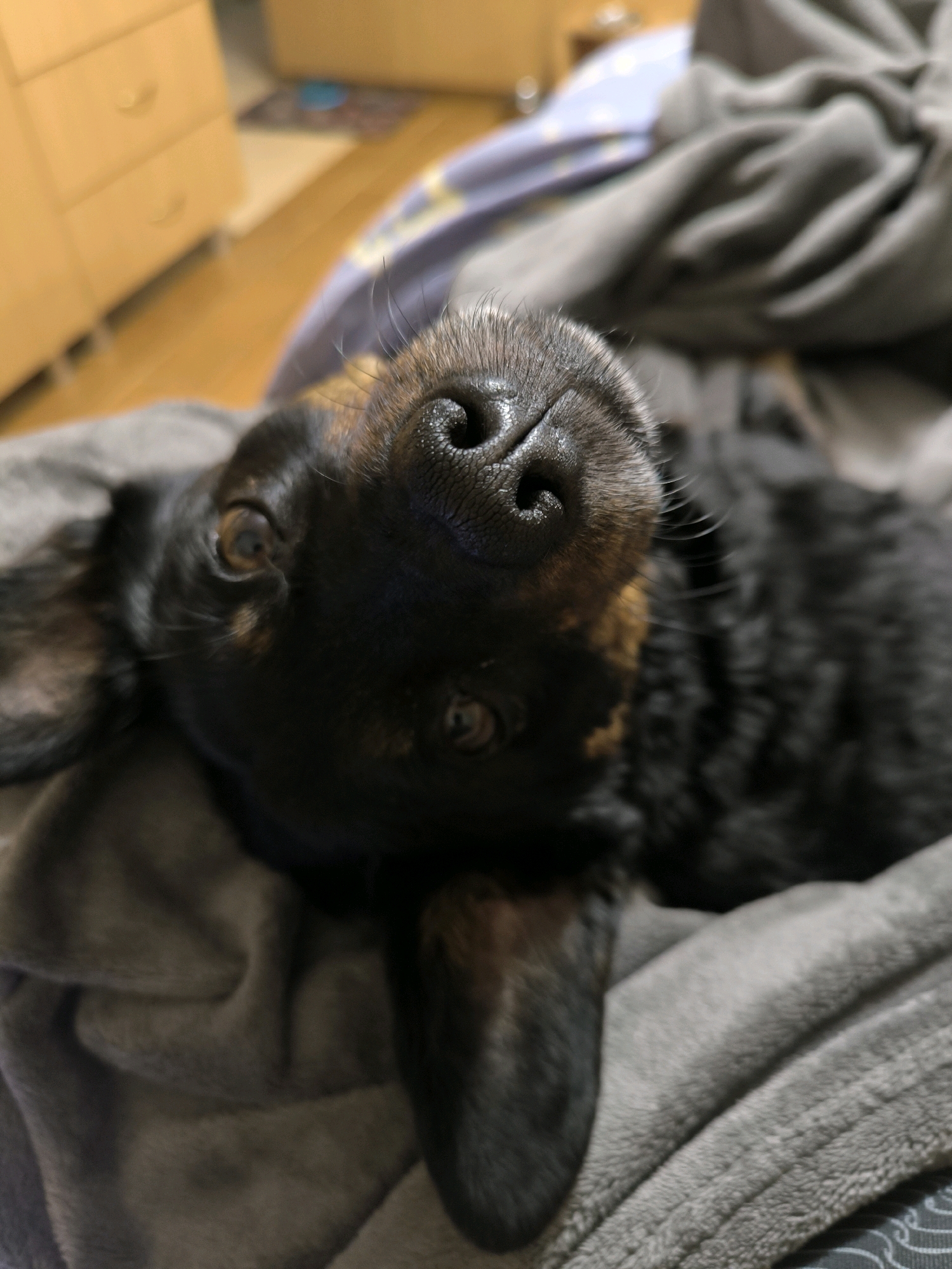 A close-up, low-angle, indoor shot captures a black and tan dachshund lying on a grey blanket. The dog's nose and face are the primary focus, tilted upwards towards the camera. Its eyes are open, and whiskers are visible. The background is blurred, showing a wooden floor and what appears to be furniture, possibly a dresser, in a room. The overall lighting is dim and warm. The scene is devoid of any identifiable landmarks or elements that would place it specifically in Mykolaiv, Ukraine.