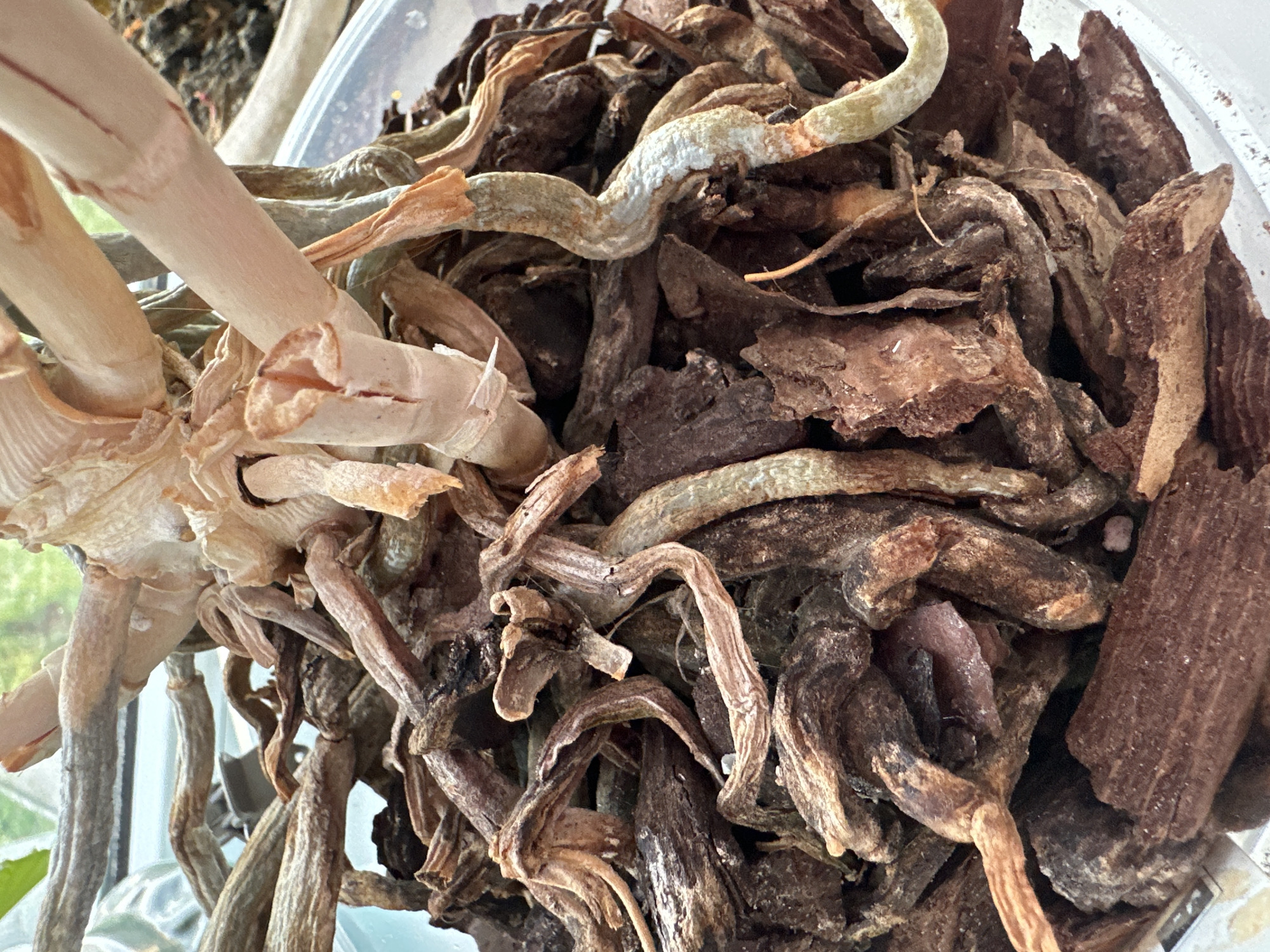The image shows a close-up view of the roots and base of an orchid plant. The roots are a mixture of thick, fleshy, pale green and silvery-white sections, intermingled with dry, brown, shriveled roots and pieces of orchid bark. The plant's stem base is also visible, appearing dried and papery in some areas. The overall impression is of a plant that may be stressed or in need of repotting, with a focus on its root system. The background is blurred, but hints of a light-colored surface and greenery suggest an indoor setting, possibly near a window. There is no information in the image to suggest a location in Peremyshliany, Ukraine.