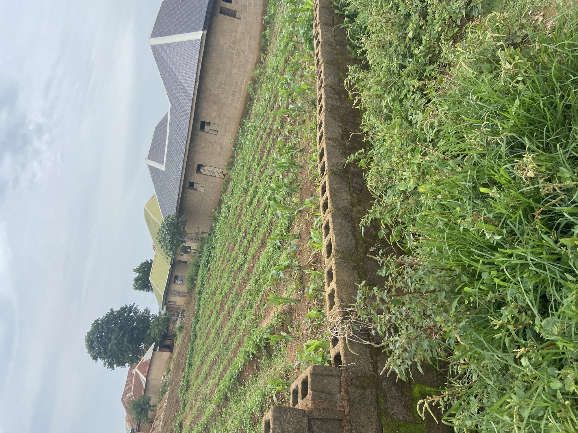 This image shows a rural residential area in Udu, Nigeria, with a farm in the foreground. The farm features rows of young corn plants and other green crops, indicating agricultural activity. In the background, there are several houses with corrugated iron roofs, some appearing to be under construction. The houses are built with concrete blocks. A low wall, also constructed from concrete blocks, separates the farm from the foreground vegetation, which is dense and overgrown with grass and other plants. The sky is overcast.