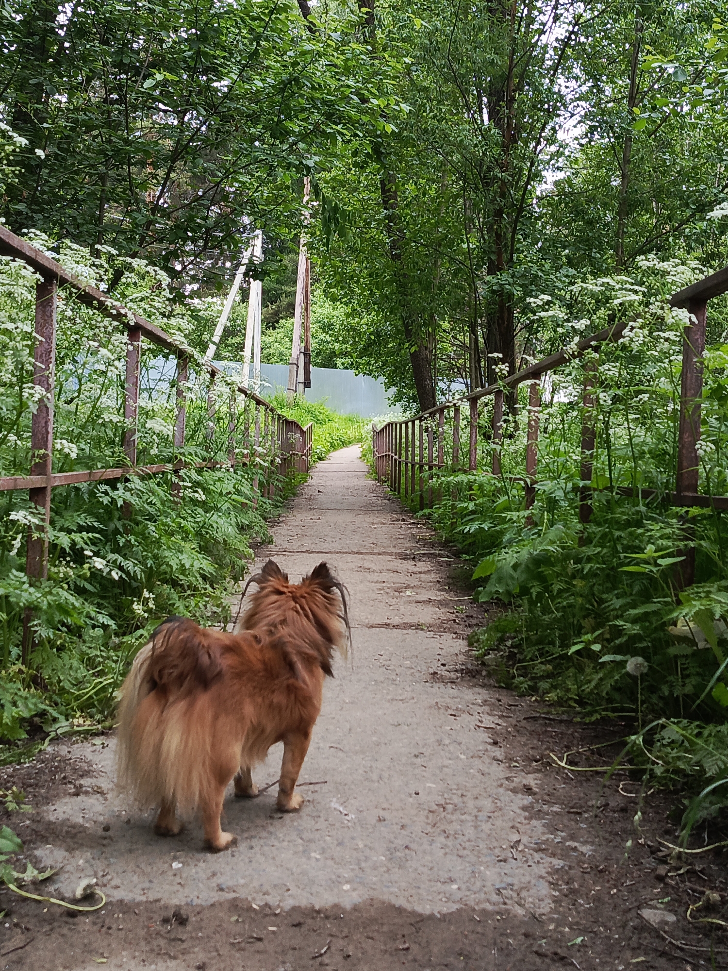 A fluffy, reddish-brown dog, seen from behind, walks down a narrow paved path that extends into the distance. The dog has long, shaggy fur with lighter brown or blonde fur on its tail and ear tufts.
The path, likely made of concrete or asphalt, is flanked on both sides by old, rusty metal railings. Abundant green foliage and white wildflowers, possibly cow parsley, grow densely alongside the path, partially obscuring the railings, particularly on the left. Tall, leafy green trees form a dense canopy overhead, indicating a wooded or forested environment. In the background, the path narrows and appears to curve slightly, disappearing into the greenery. Hints of utility poles or wooden posts are visible further down the path, and a light blue fence can be faintly seen through the vegetation on the left.
The scene captures a peaceful daytime moment, likely during late spring or summer given the vibrant green foliage and wildflowers. The diffused lighting suggests an overcast sky or soft light filtering through the tree canopy. The image conveys a sense of tranquility and a solitary walk through nature. There are no other visible subjects or discernible text. This serene setting is characteristic of a rural or semi-rural area, possibly in Chaikovsky, Russia.
