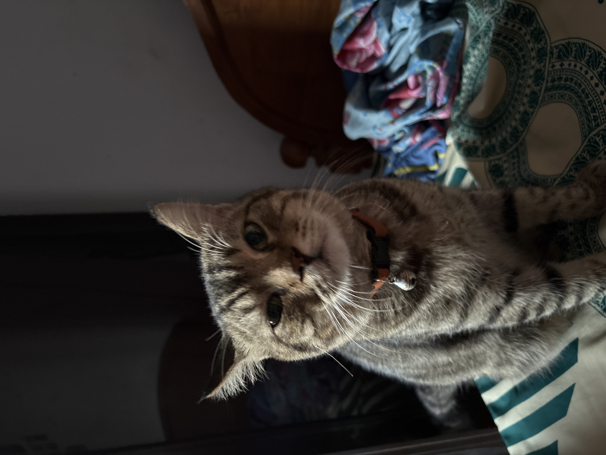 The image depicts a tabby cat wearing an orange collar with a silver bell, sitting on a bed. The cat is facing the camera, with its head slightly tilted. The bed is covered with a patterned duvet and colorful blankets are piled up behind the cat. The background is dark, with a hint of a wooden headboard visible. There is no visible indication of the city of Gadingrejo, Indonesia in the image.